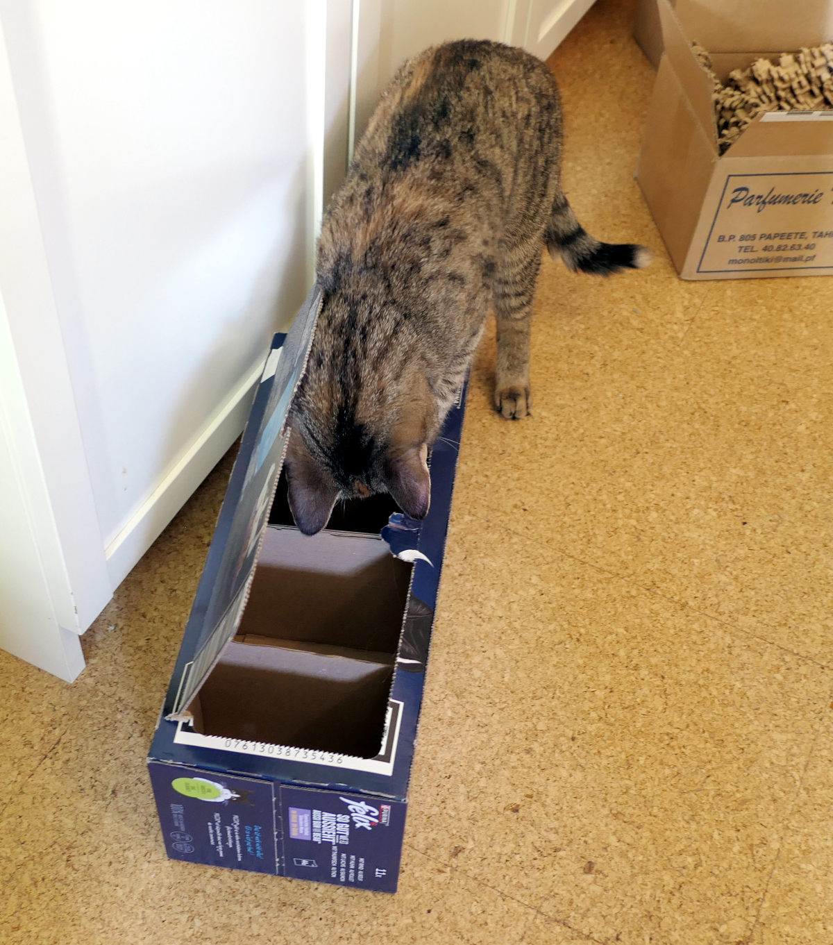 Katze Lilly hat den Deckel einer Pappkiste mit mehreren Fächern geöffnet und schaut neugierig in eines der tiefen Fächer. Dort sucht sie konzentriert nach einem versteckten Leckerli beim anspruchsvollen Leckerli-Versteckspiel. Lilly-20260803a
