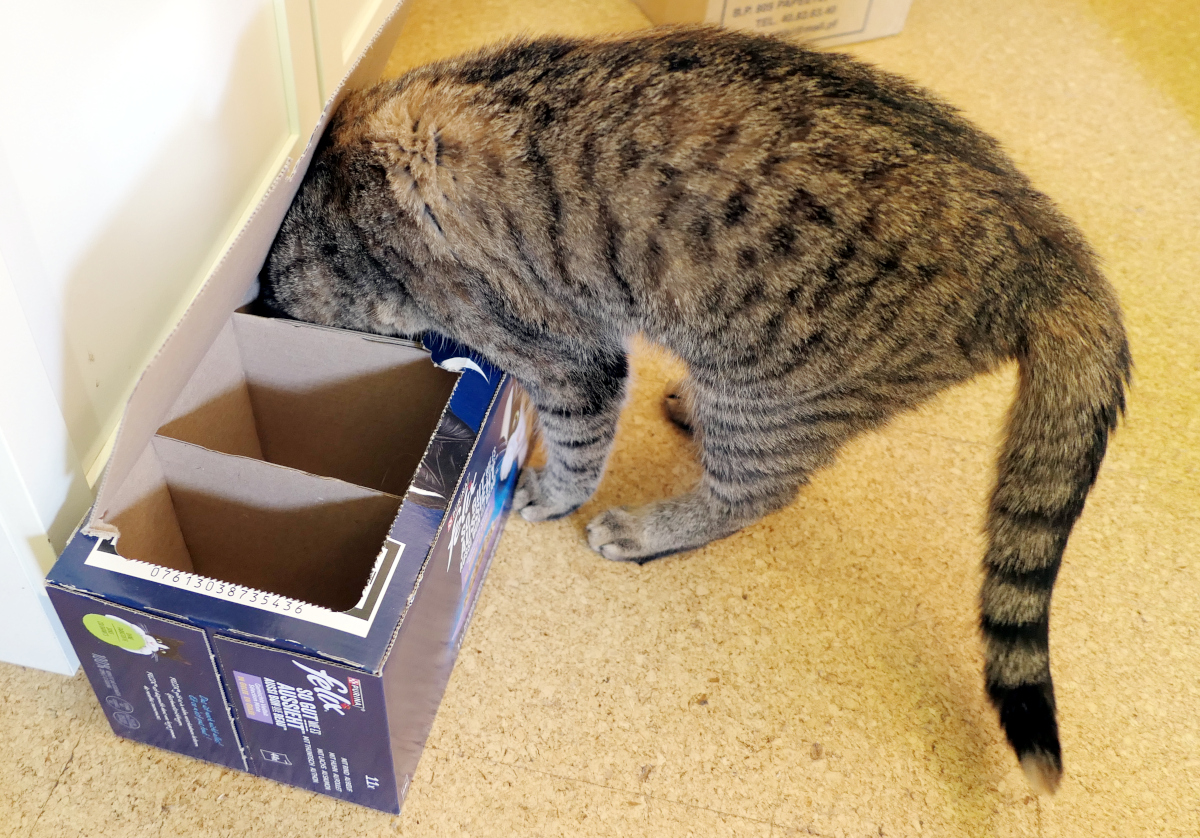 Katze Lilly steckt ihren Kopf tief in ein Fach der Pappkiste und versucht mit großer Konzentration, ein verstecktes Leckerli herauszuholen. Ihre Pfote tastet im dunklen Fach nach der Belohnung, während der Karton die Aufgabe zusätzlich erschwert. Lilly-20260803b