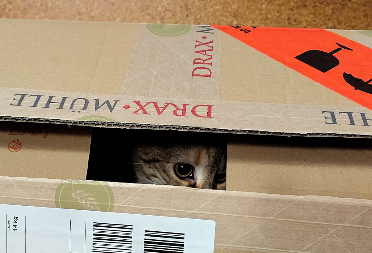 Katze Lilly versteckt sich in einem großen, fast vollständig geschlossenen Pappkarton. Durch einen schmalen Spalt zwischen den Kartonklappen sind nur ein kleiner Teil ihres Gesichts und ihre großen, neugierigen Augen zu sehen. Lilly-20260903b