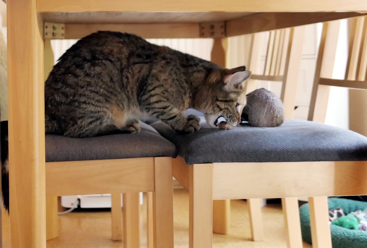 Lilly hat das Versteck durchschaut. Neben der Kokosnussschale liegt das gefundene Leckerli auf dem Stuhl. Die Katze schnuppert zufrieden an ihrer erfolgreichen Beute und hat die Suchmission abgeschlossen. „Fall gelöst! Leckerli gefunden und sichergestellt.“ Lilly-20260604d