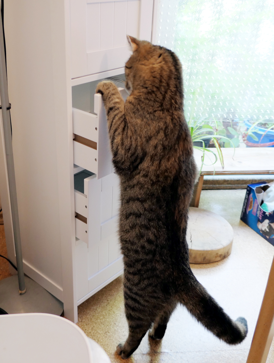 Katze Lilly steht auf den Hinterpfoten vor einem weißen Schubladenschrank. Mit einer Vorderpfote hat sie die Schublade geöffnet und schaut neugierig hinein, auf der Suche nach einem versteckten Leckerli. Lilly-20260804b