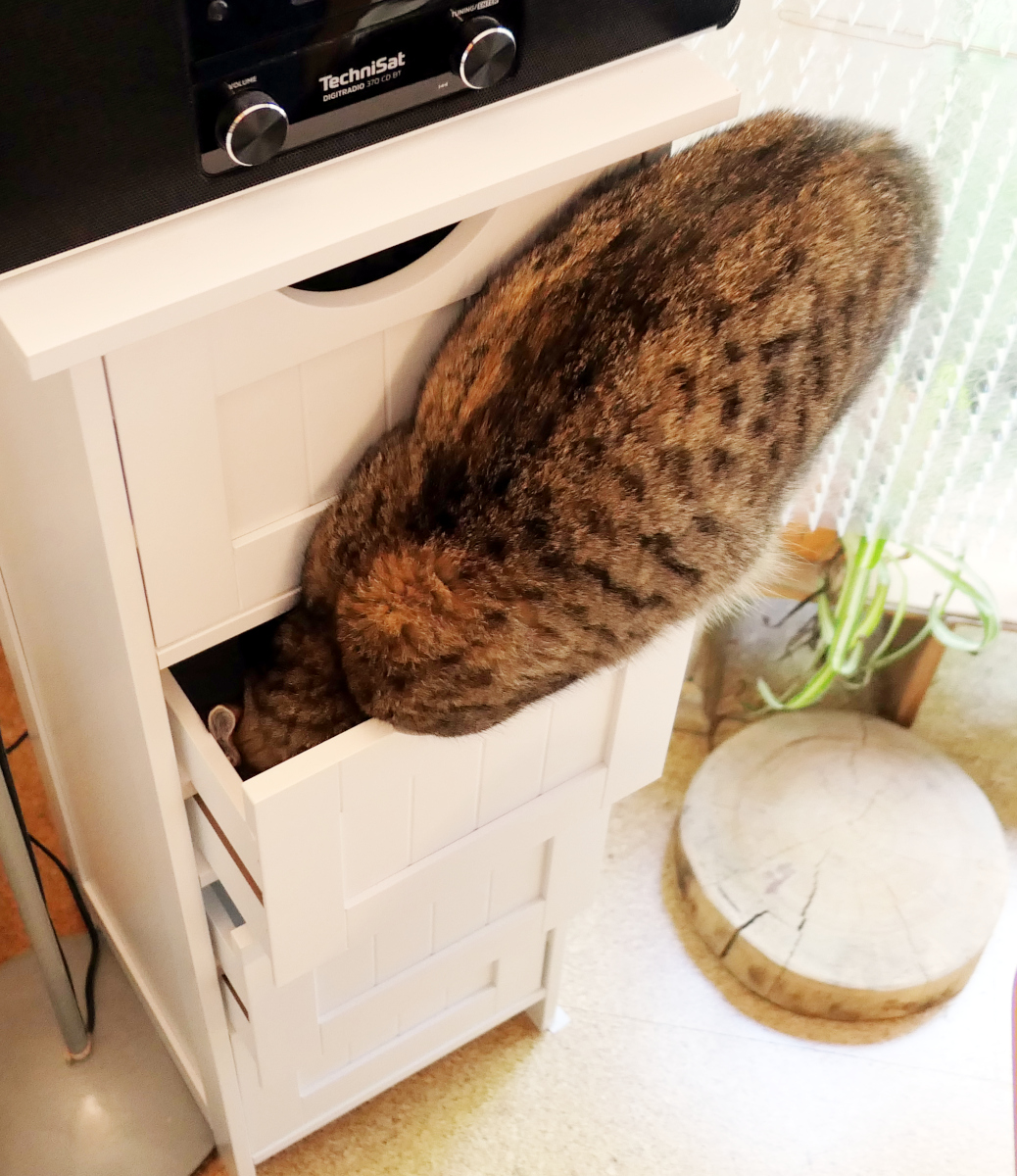 Katze Lilly sitzt auf der geöffneten Schublade eines weißen Schranks. Kopf und Vorderpfote stecken tief in der Schublade, während sie konzentriert versucht, das versteckte Leckerli zu erreichen. Lilly-20260804c
