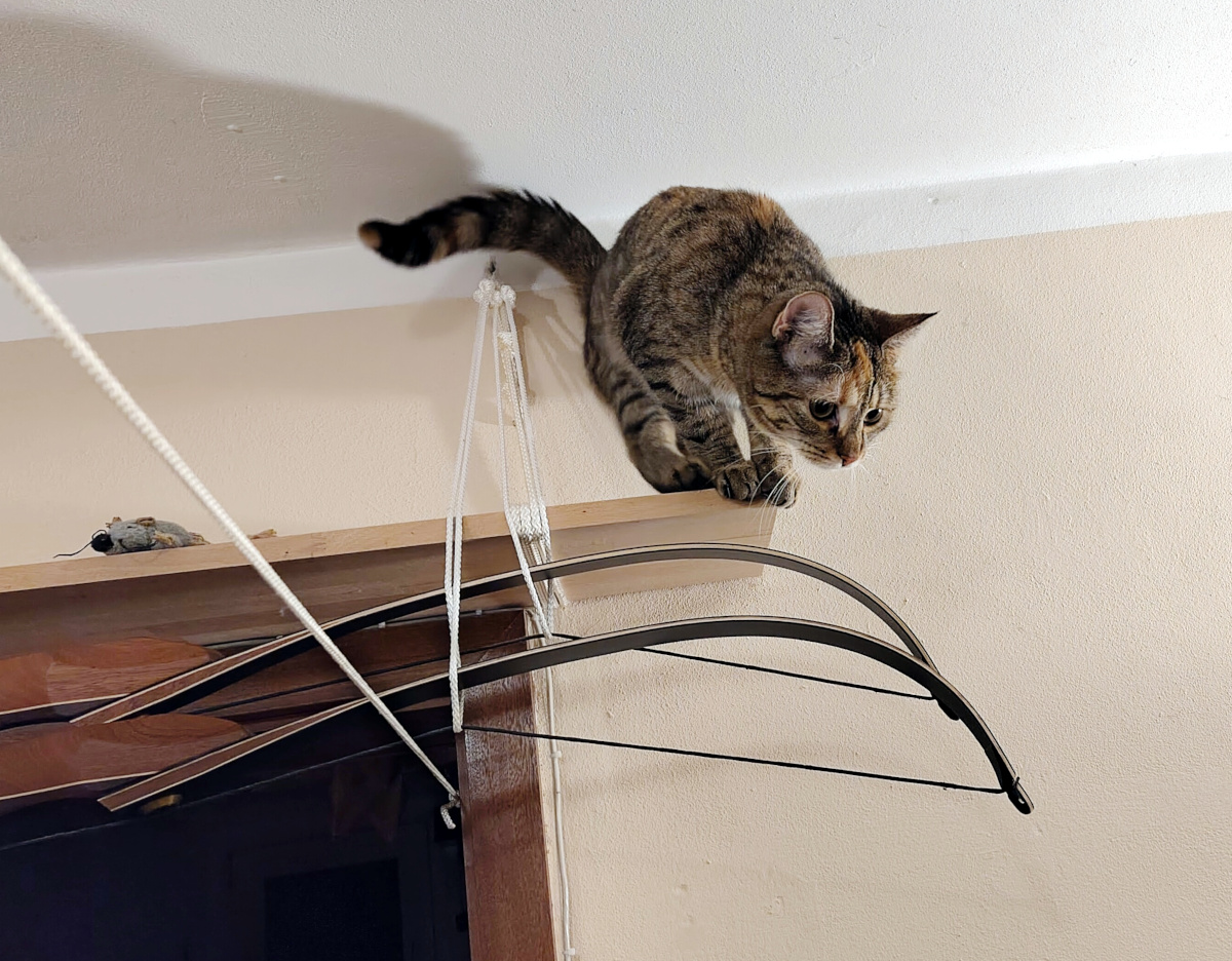 Katze Lilly sitzt hoch oben auf einem schmalen Holzbrett direkt unter der Zimmerdecke und blickt konzentriert nach unten, bereit zum Absprung. Neben ihr auf dem Brett liegt ihre Lieblingsstoffmaus Klaus; darunter sind Teile ihres Kletter- und Seilparadieses zu sehen. Lilly-20260904b