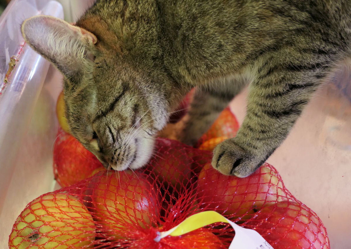 Katze Lilly liegt mit dem Kopf seitlich auf einem Netz voller roter Äpfel. Ihre Augen sind entspannt geschlossen, die Schnurrhaare leicht nach vorn gerichtet. Eine Pfote ruht auf dem Netz, als würde sie die Äpfel festhalten. Das warme Licht betont ihr getigertes Fell und die ruhige, zufriedene Stimmung der Szene. Lilly-20260505