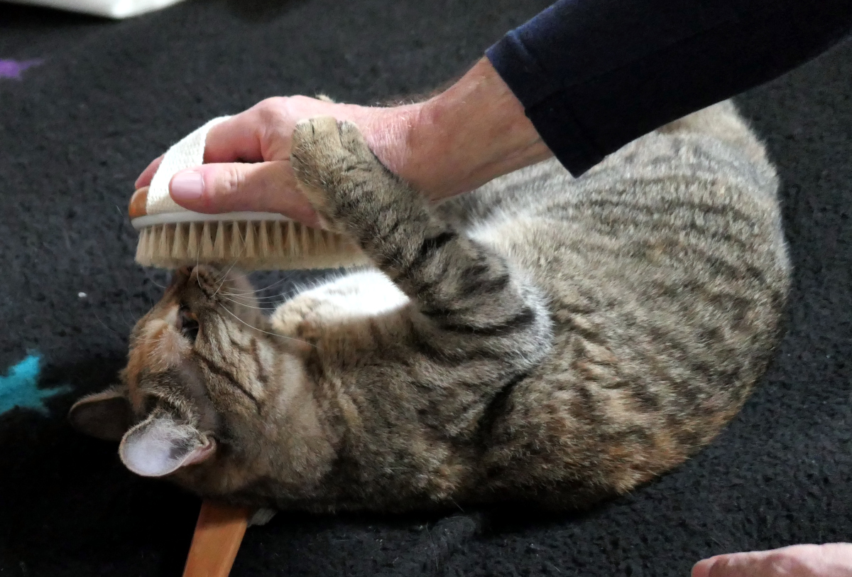 Katze Lilly liegt entspannt auf einer dunklen Decke und hält mit einer Pfote eine weiche Bürste fest, während ein Mensch ihr Fell pflegt. Lilly beobachtet die Bürste aufmerksam und wirkt, als würde sie die Fellpflege kritisch überwachen. Lilly-20260605b