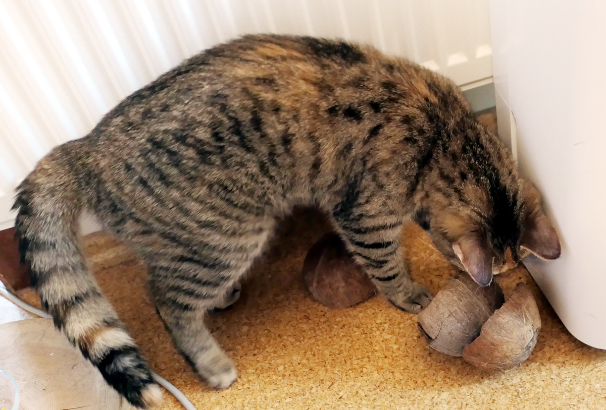 Katze Lilly untersucht konzentriert drei halbe Kokosnussschalen auf dem Boden. Beim Leckerlie-Versteck-Spiel hat sie das unter einer der übereinander gestapelten Nussschalen versteckte Leckerli erfolgreich gefunden. Lilly-20260705b