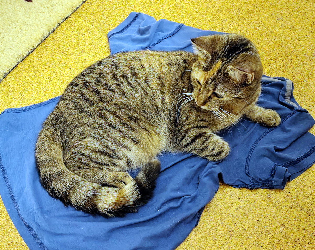 Katze Lilly liegt entspannt zusammengerollt auf mehreren blauen T-Shirts, die auf einem gelb-orangenen Teppich ausgebreitet sind. Sie hat die Vorderpfoten angewinkelt, den Schwanz um den Körper gelegt und schaut ruhig zur Seite. Lilly-20260905b