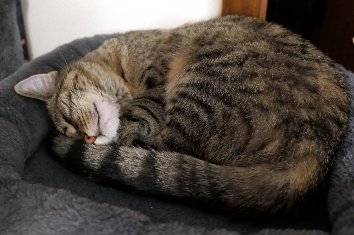 Katze Lilly liegt zusammengerollt und vollkommen entspannt auf der oberen Liegefläche ihres Katzenbaums. Ihre Augen sind geschlossen, ihr Gesichtsausdruck wirkt zufrieden – fast so, als würde sie lächeln. Lilly-20260206b