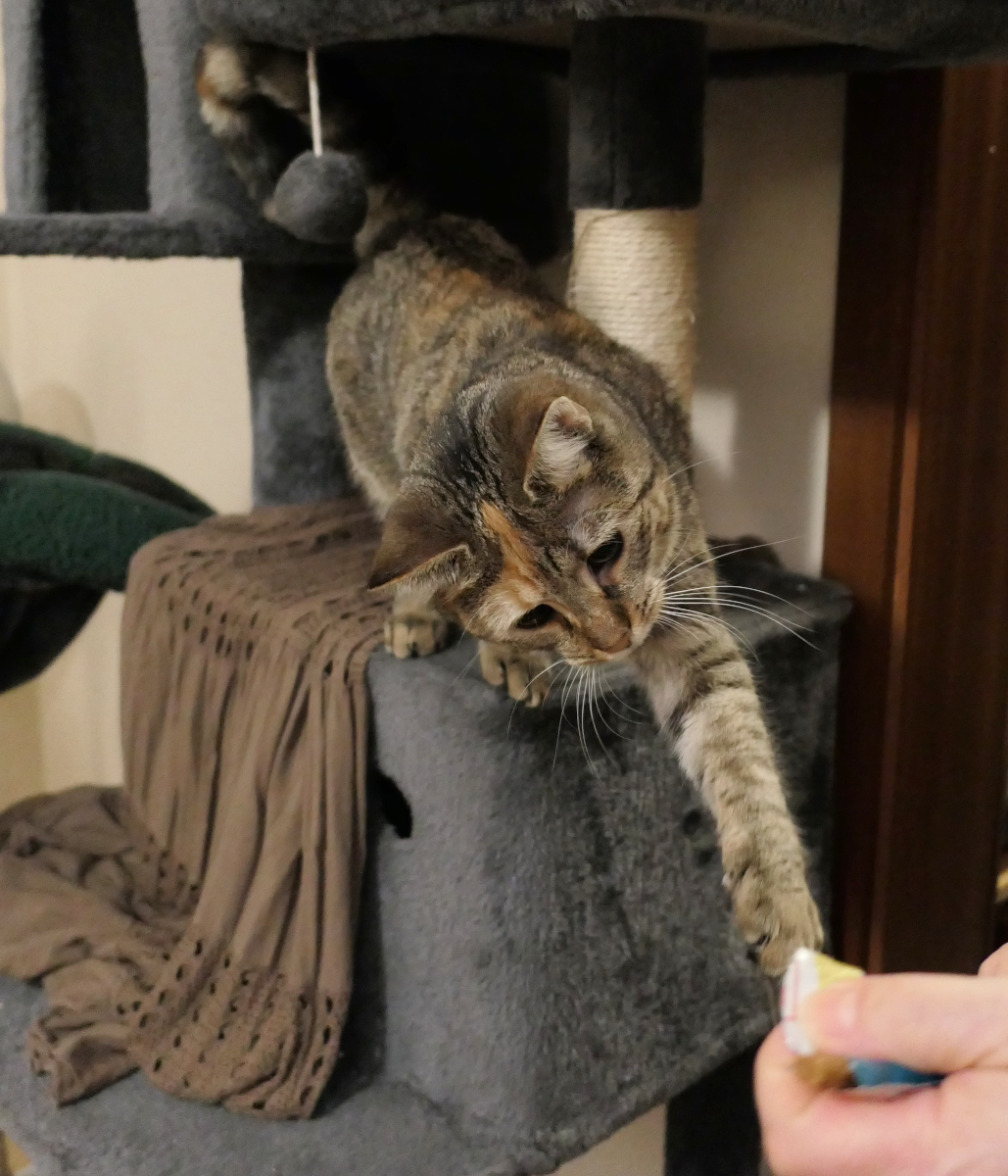 Katze Lilly steht auf dem Dach ihres Katzenhauses auf dem Katzenbaum. Mit ausgestreckter Pfote und nach vorne gestrecktem Oberkörper greift sie zielstrebig nach einem Leckerlie. Ihr Blick ist konzentriert und erwartungsvoll – als wolle sie sagen: Ja, genau das nehme ich. Gib schon her. Lilly-20260306