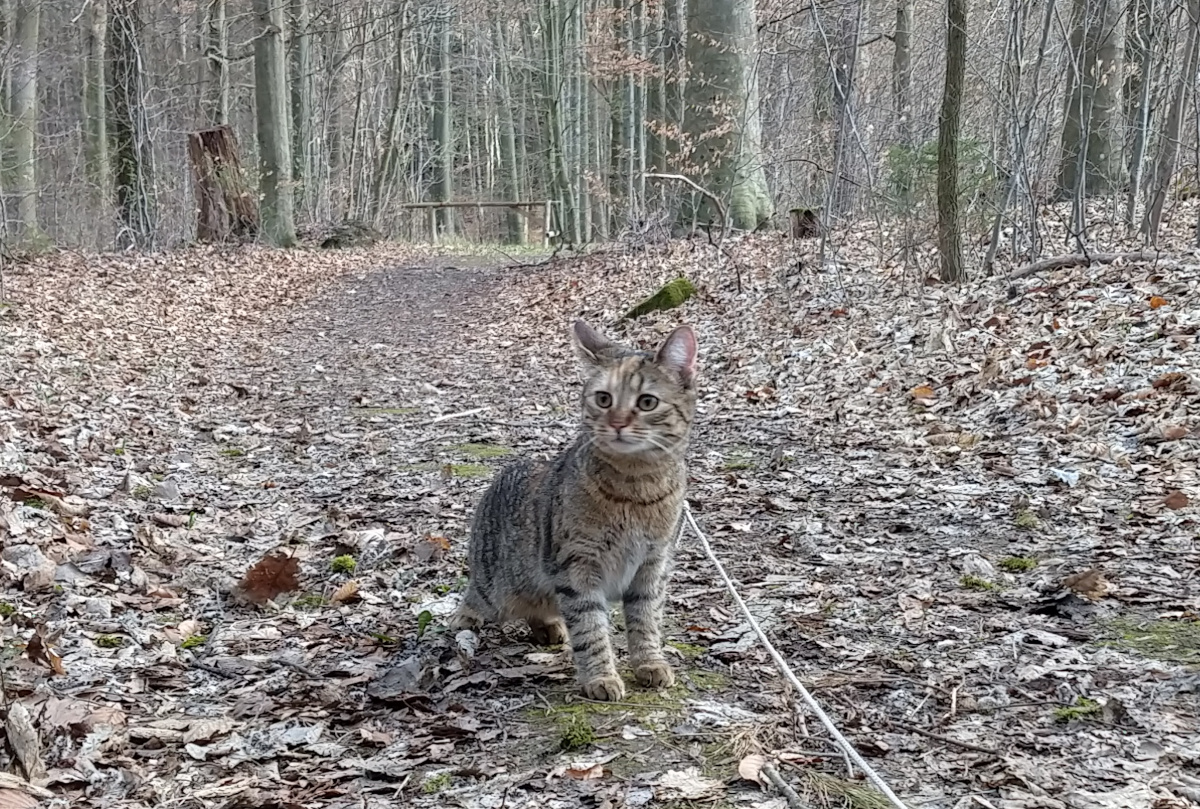 Lilly-20260406a