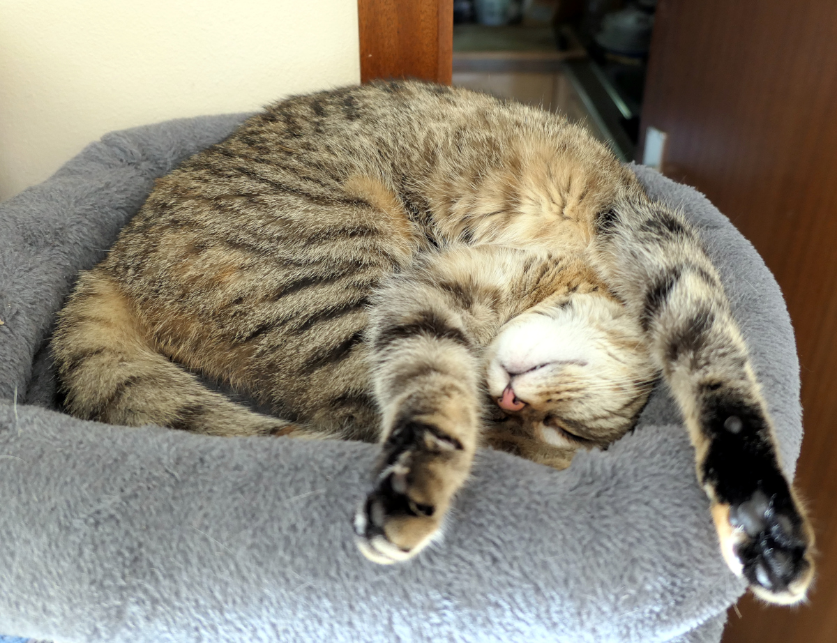 Katze Lilly schläft tief zusammengerollt auf der weichen Liegefläche ihres Katzenbaums. Sie liegt in einer verdrehten, außergewöhnlich gelenkigen Schlafposition mit ausgestreckten Vorderpfoten und entspanntem Gesicht. Lilly-20260706
