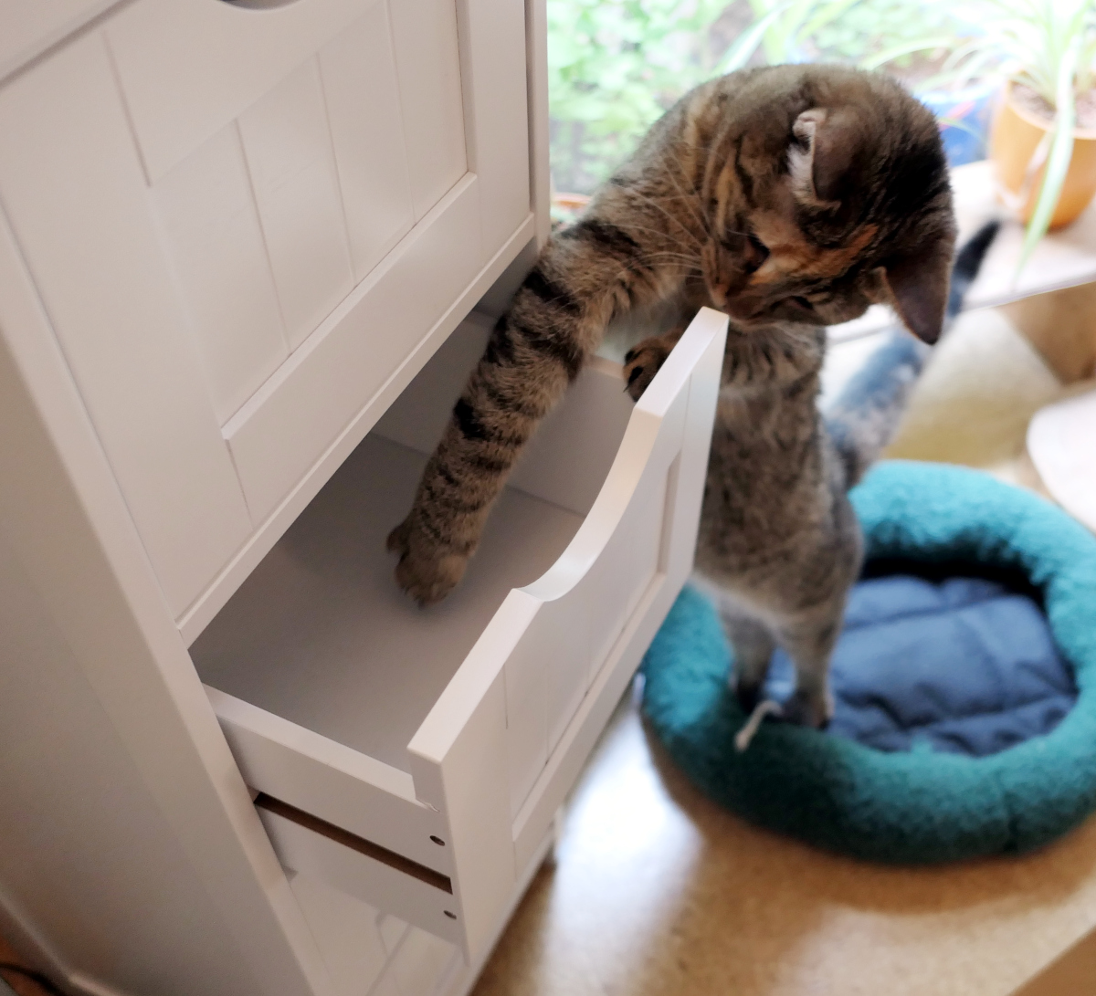 Katze Lilly steht auf den Hinterpfoten vor einem weißen Eckschubladenschrank und greift mit einer ausgestreckten Vorderpfote in die geöffnete dritte Schublade. Konzentriert versucht sie, ein darin verstecktes Leckerlie zu erreichen. Lilly-20260706a