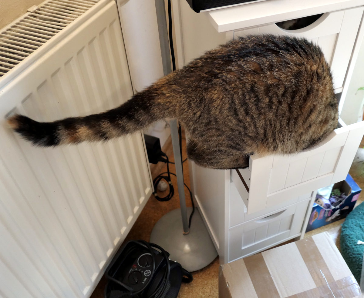 Katze Lilly ist auf die geöffnete Schublade des weißen Eckschubladenschranks gesprungen. Mit dem Oberkörper steckt sie in der Schublade und holt sich erfolgreich das versteckte Leckerlie, während ihr gestreifter Schwanz waagerecht nach hinten ragt. Lilly-20260706b