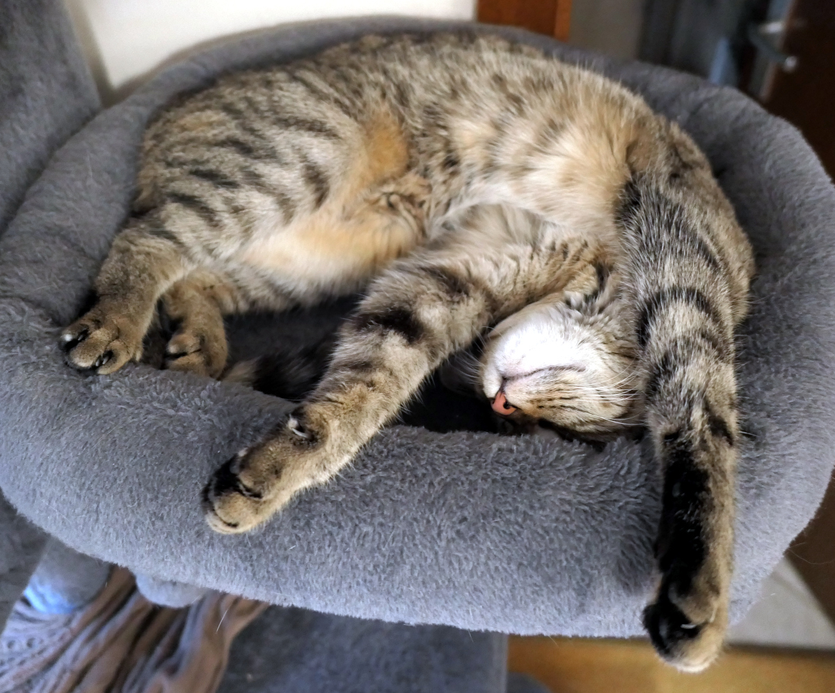 Katze Lilly schläft tief und entspannt auf der Liegefläche ihres Katzenbaums. Sie liegt auf dem Rücken, hat alle vier Pfoten locker ausgestreckt und den Kopf gemütlich nach hinten gedreht – ein Bild vollkommener Gelassenheit. Lilly-20260806b