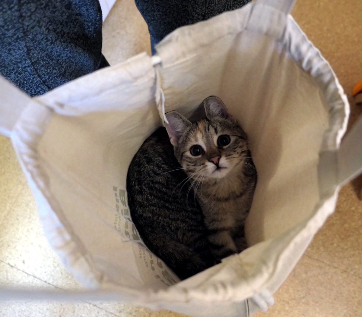 Ein weißer Stoffbeutel wird liebevoll gehalten, und Katze Lilly liegt unten drin, schaut neugierig in die Kamera – ein Bild purer Beutelgemütlichkeit. lilly-20251006a