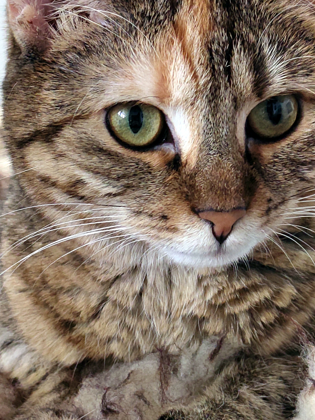 Nahaufnahme von Katze Lillys Gesicht. Ihre großen grünen Augen blicken direkt in die Kamera, deutlich zu erkennen sind ihr braun-grau gemustertes Fell, der helle Bereich um das Mäulchen und die langen weißen Schnurrhaare. Lilly-20261006b