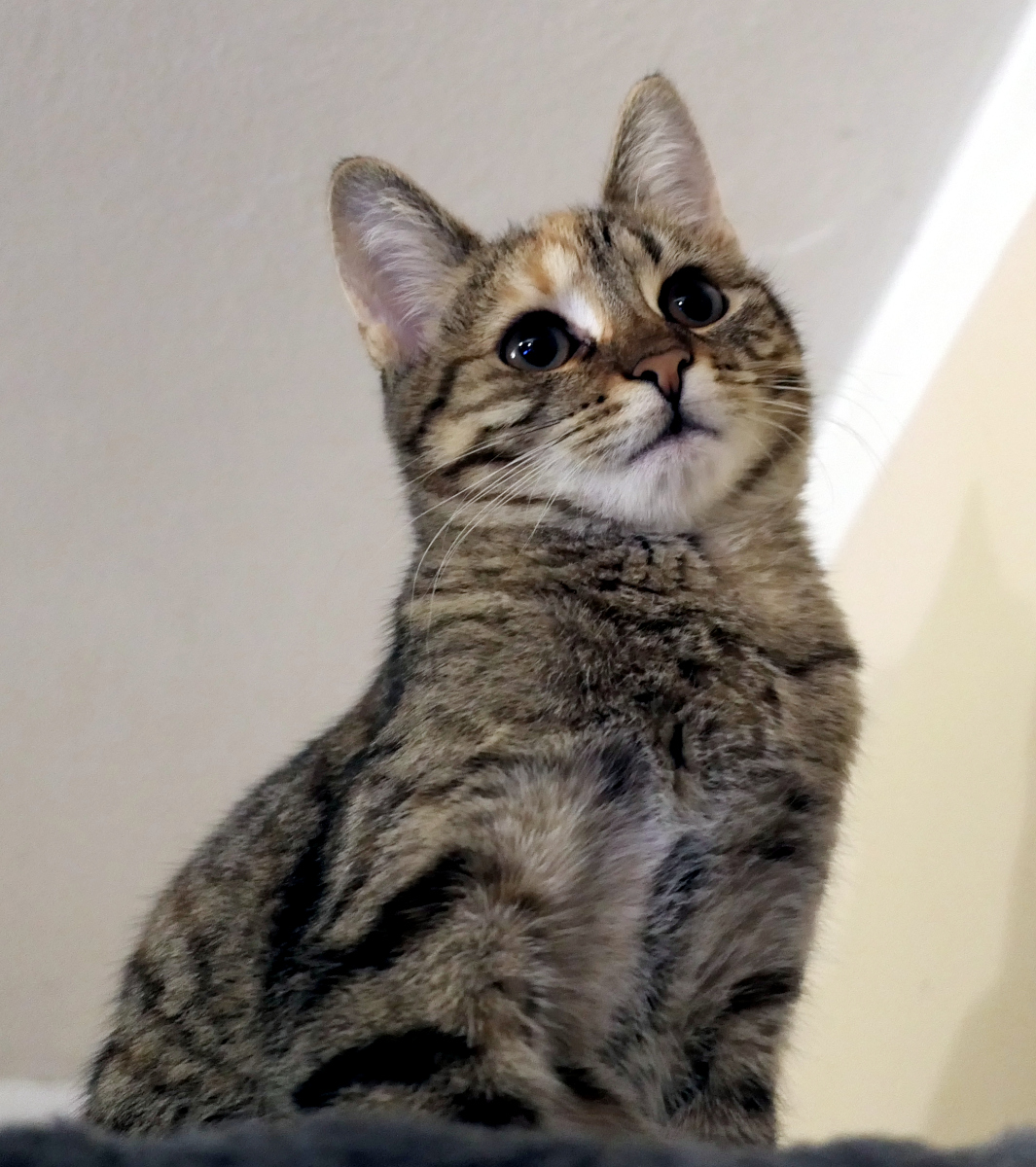 Katze Lilly sitzt majestätisch ganz oben auf dem Kratzbaum. Das Foto ist von unten aufgenommen, sodass sie groß und erhaben wirkt. Ihr Blick ist nach oben gerichtet – aufmerksam, wachsam und voller Jagdgeist. lilly-20251106