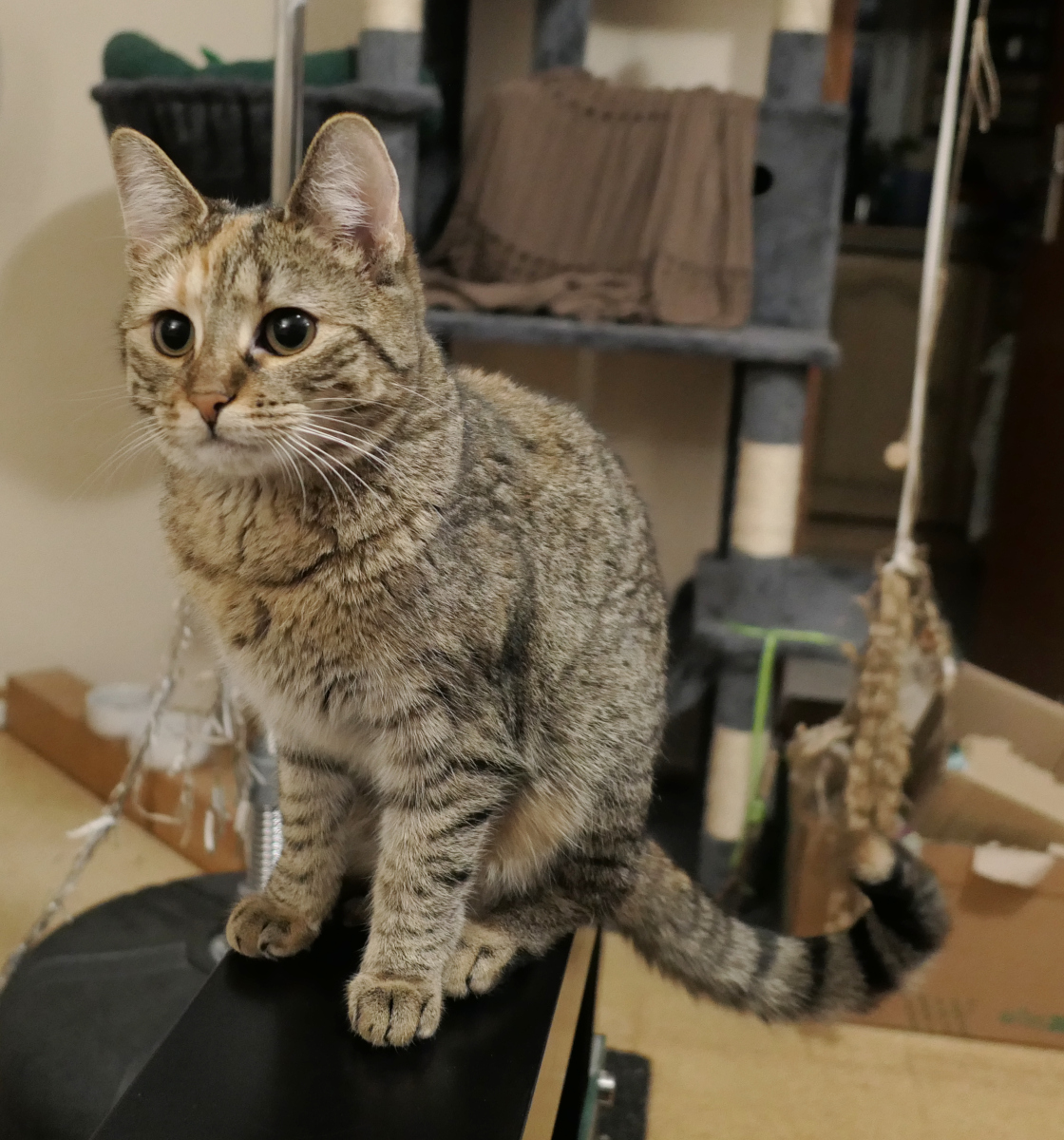 Katze Lilly sitzt vollkommen still und aufrecht wie eine flauschige Statue. Mit großen, aufmerksam geöffneten Augen blickt sie konzentriert in eine Richtung. Ihr Körper ist regungslos, die Ohren leicht nach vorn gerichtet – als hätte sie etwas Spannendes im Visier, das nur sie sehen kann. Lilly-20260307