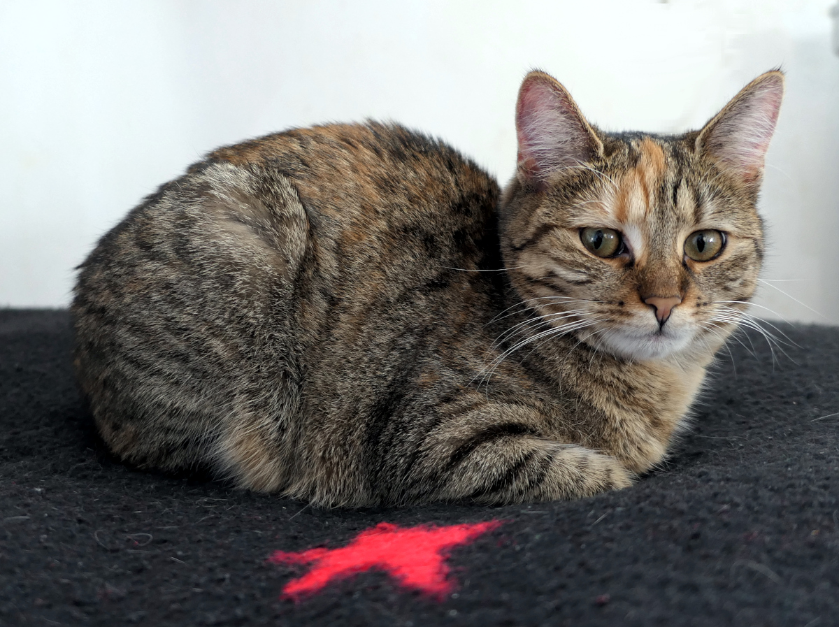 Lilly-20260407