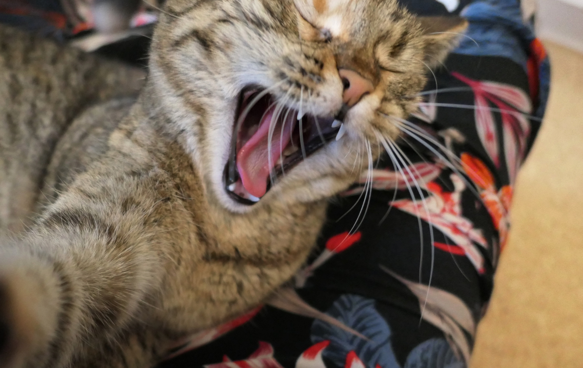 Katze Lilly liegt im Rock ihres Zweibeiners und gähnt herzhaft mit weit geöffnetem Mäulchen. Kleine spitze Zähne, rosa Zunge und geschlossene Augen sind gut zu erkennen. Trotz Müdigkeit wirkt die junge Katze dabei zugleich niedlich und dramatisch. Lilly-20260507b