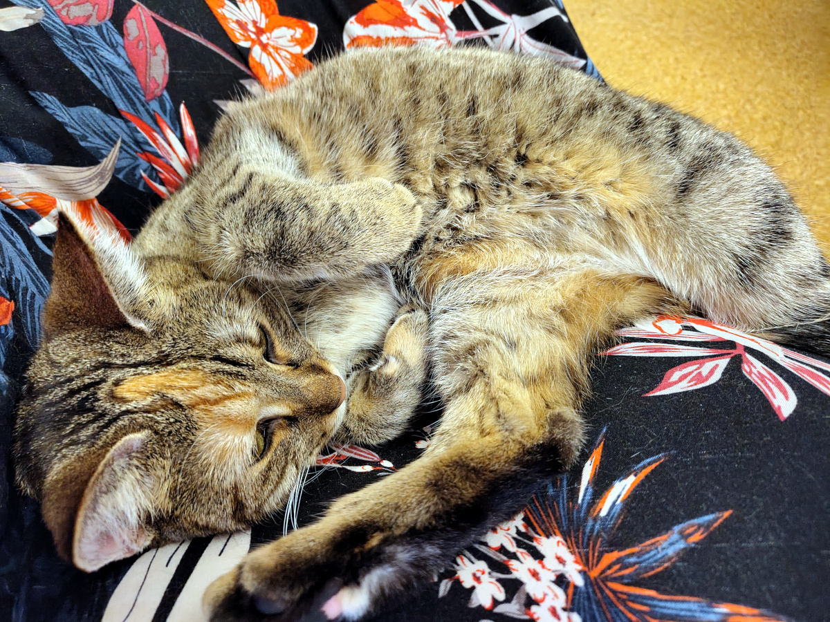 Katze Lilly liegt entspannt und zusammengerollt im bunten Rock ihres Zweibeiners. Mit geschlossenen Augen und locker angewinkelten Pfoten wirkt sie besonders gemütlich und zufrieden. Lilly-20260907b