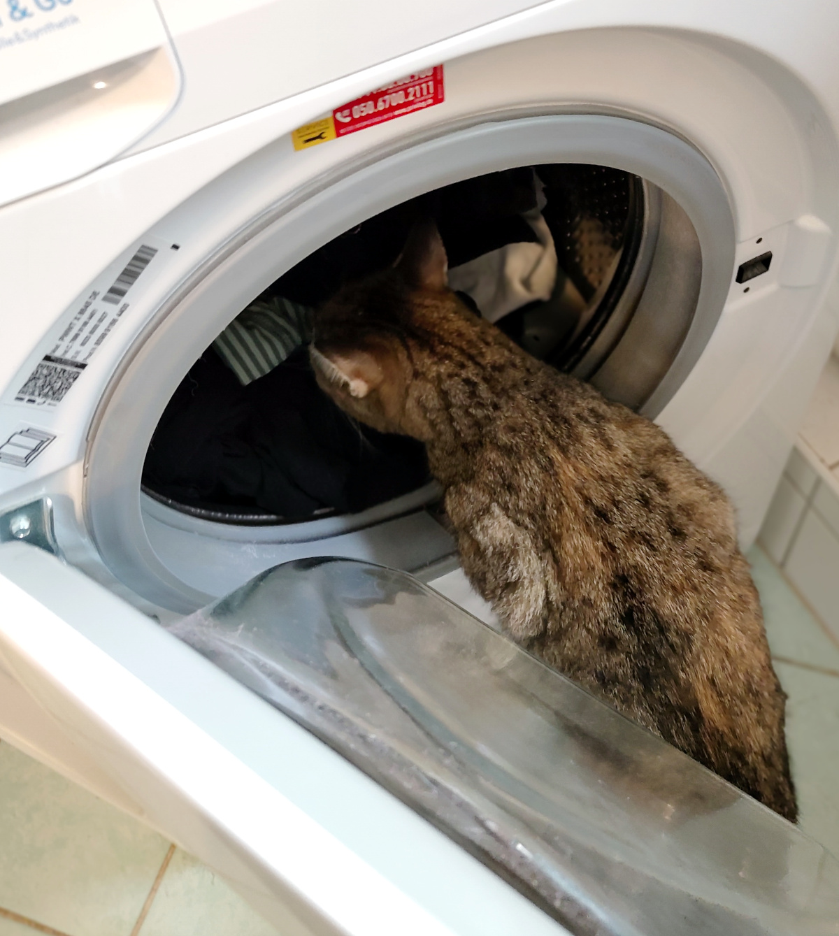 Katze Lilly steht vor der geöffneten Waschmaschine und schaut neugierig in die mit Wäsche gefüllte Trommel. Ihr Kopf steckt bereits ein Stück in der Öffnung, während sie den Inhalt untersucht. Lilly-20261007b