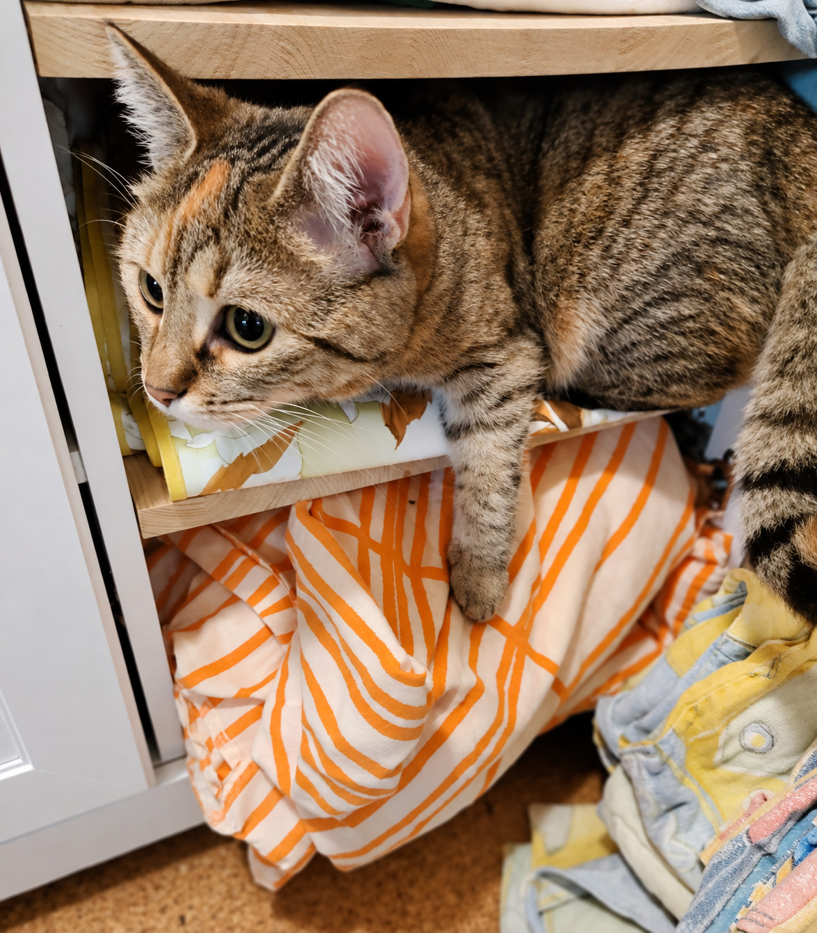 Katze Lilly liegt gemütlich zwischen der Wäsche in einem offenen Schrankfach. Eine Vorderpfote hängt über den Rand, während unter ihr orange-weiß gemusterte Wäsche teilweise aus dem Schrank herausgezogen wurde. Lilly-20261007c