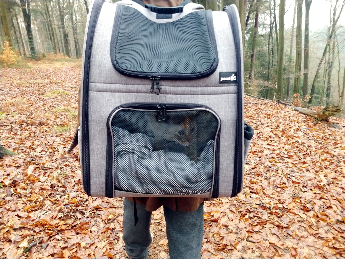 Katze Lilly sitzt entspannt in einem Wanderrucksack und wird durch einen Wald getragen. Sie schaut neugierig nach hinten aus dem Rucksack, während Bäume und Natur im Hintergrund vorbeiziehen. Lilly-20260208b