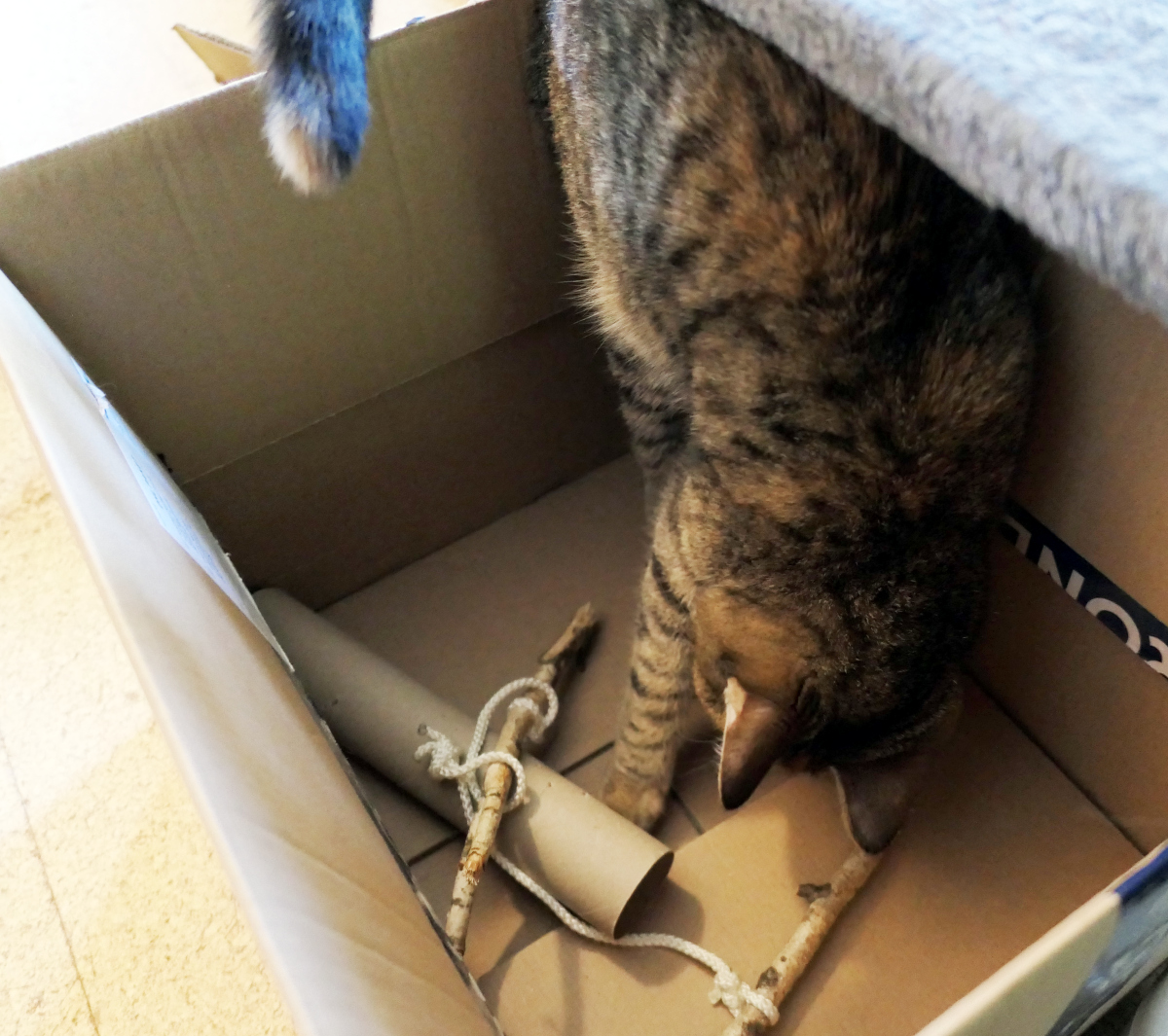 Katze Lilly steht im großen Pappkarton und untersucht neugierig eine lange Papprolle, in der ein Leckerli versteckt ist. Mit gespitzten Ohren und konzentriertem Blick versucht sie, den kleinen Schatz aus dem kniffligen Versteck zu befreien Lilly-20260708b