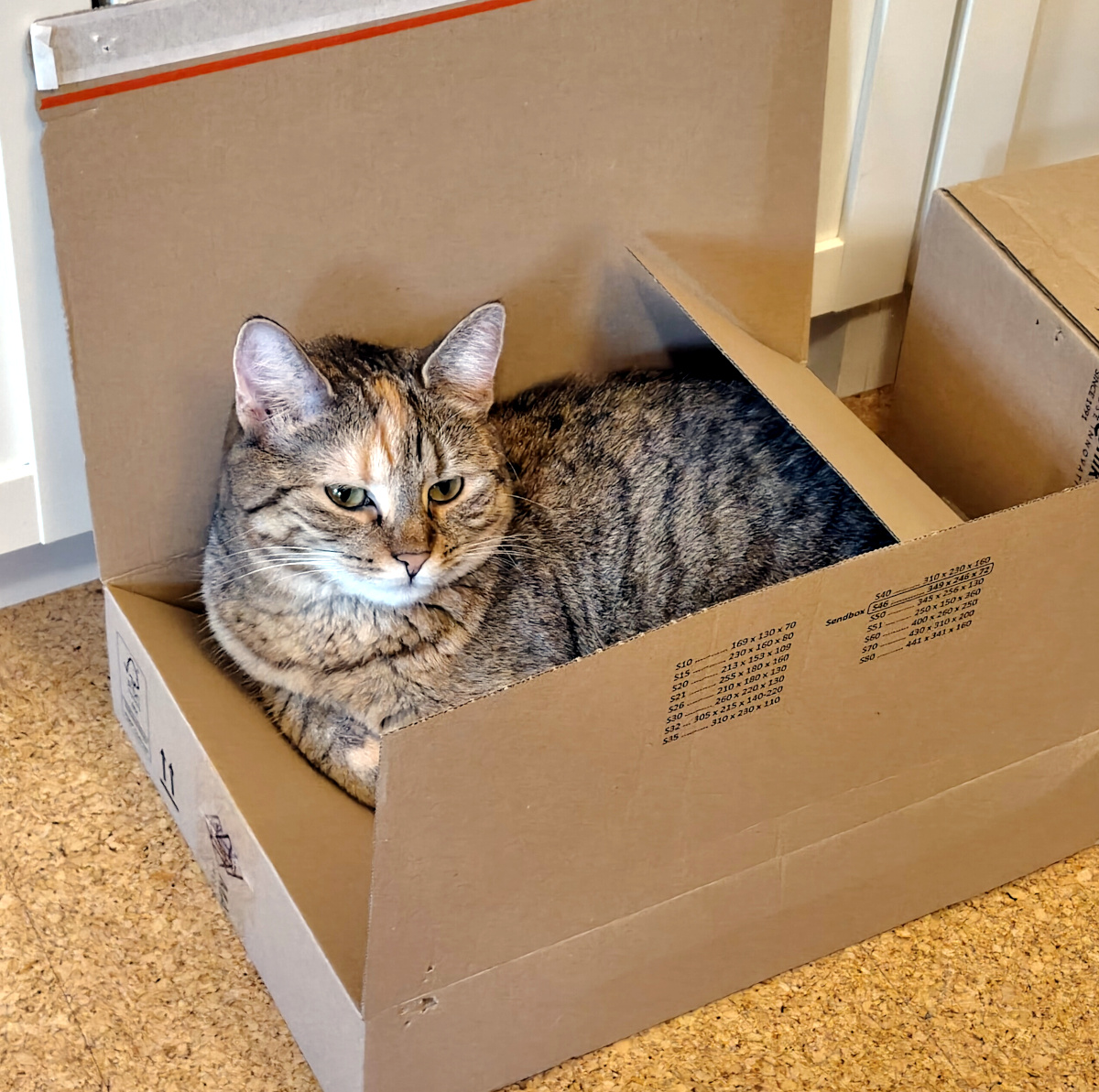 Katze Lilly liegt gemütlich in einem flachen braunen Karton. Ihr Körper füllt den Karton fast vollständig aus, wodurch ihr Fell besonders rund und aufgeplustert wirkt. Lilly schaut entspannt und leicht skeptisch zur Seite. Lilly-20261008b