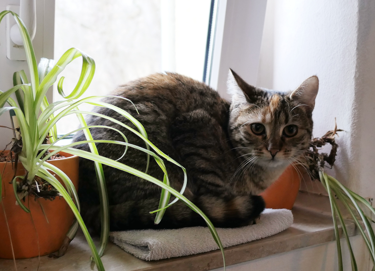 Katze Lilly liegt entspannt auf einer schmalen Innenfensterbank zwischen zwei Blumentöpfen. Sie blickt direkt in die Kamera, während sie es sich auf ihrem gemütlichen Fensterplatz bequem gemacht hat. Lilly-20260309a