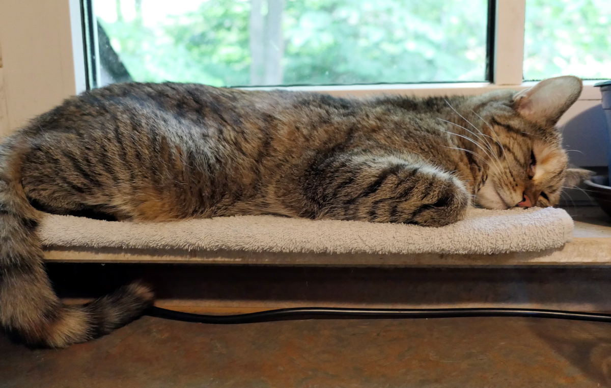 Katze Lilly liegt lang ausgestreckt und tief schlafend auf der Fensterbank in der Küche. Ihr Kopf ruht entspannt auf den Pfoten, während draußen das grüne Laub der Bäume zu sehen ist. Lilly-20260609a