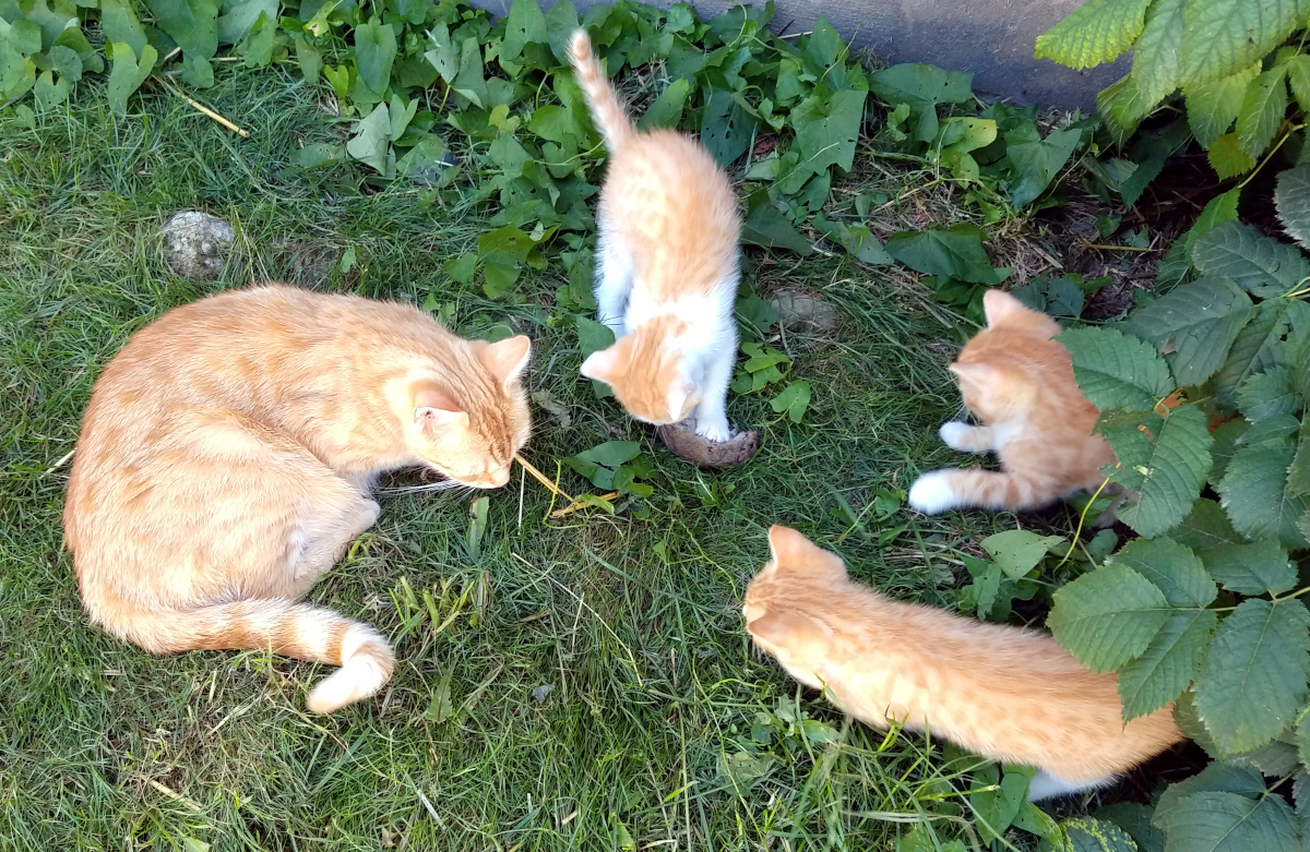 Katzenmama Sunny liegt im Gras, während drei ihrer rot-weißen Kitten neugierig eine erbeutete Maus untersuchen und spielerisch erkunden. Lilly-20260709b