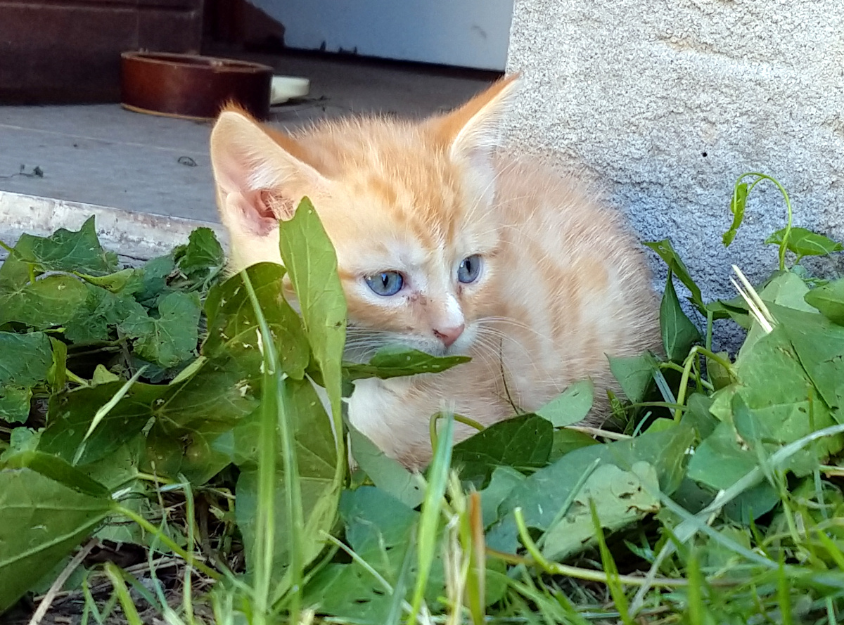 Ein kleines hellrotes Katzenkitten sitzt zwischen frischem Gras und grünen Blättern vor einer Hauswand und beobachtet aufmerksam seine Umgebung. Lilly-20260709c