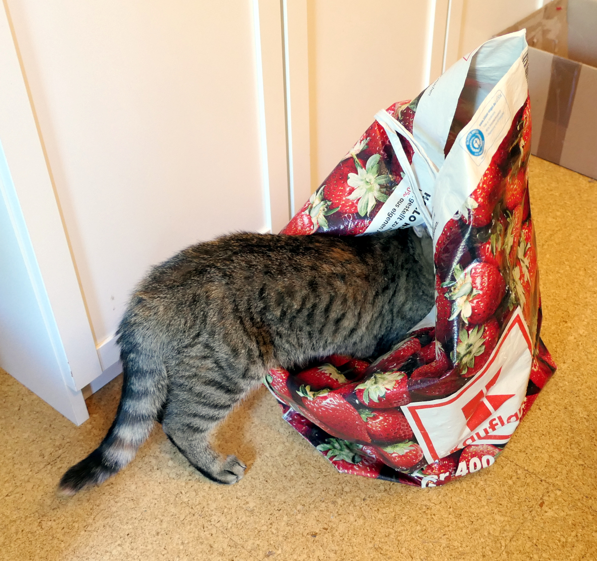 Katze Lilly steckt neugierig mit dem Kopf tief in einer großen Einkaufstasche mit Erdbeermotiv und untersucht den Inhalt nach spannenden Gerüchen. Lilly-20260709d