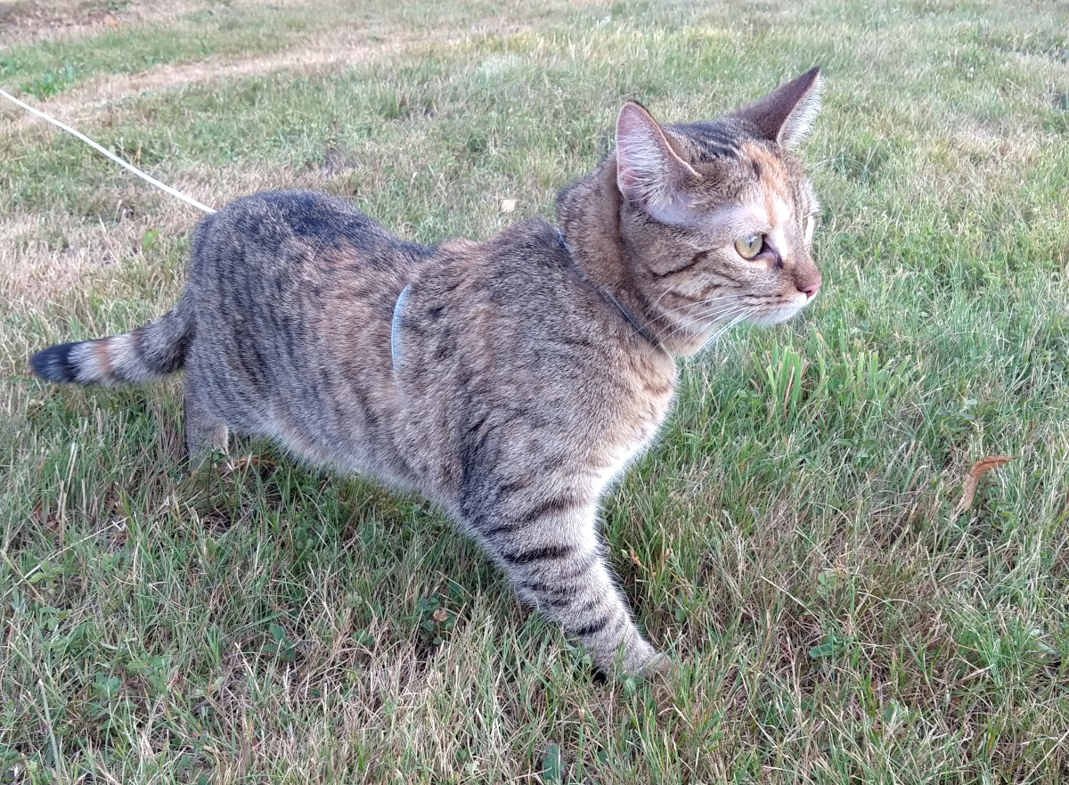 Katze Lilly steht mit ihrer langen Leine auf einer sommerlichen Wiese. Eine Vorderpfote ist nach vorn gesetzt, während sie aufmerksam und beinahe verträumt zur Seite in die Ferne blickt. Lilly-20260809b
