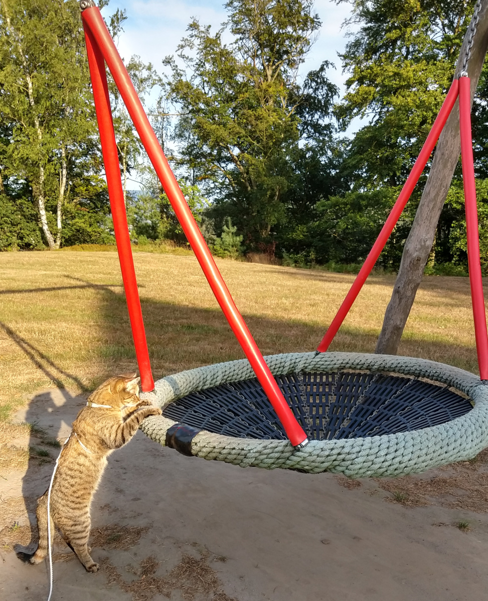 Katze Lilly steht auf den Hinterpfoten an einer großen runden Nestschaukel. Mit beiden Vorderpfoten hält sie sich am Rand fest und schaut neugierig hinein. Die Schaukel hängt an auffälligen roten Streben; dahinter erstreckt sich eine trockene Sommerwiese am Waldrand. Lilly-20260809c