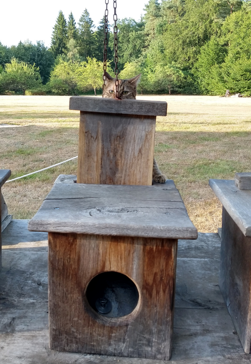 Katze Lilly erkundet eine Konstruktion aus verwitterten Holzkisten und Brettern auf einer Wiese. Sie steht dahinter und schaut mit ernstem, neugierigem Blick über ein Holzbrett hinweg; zwischen ihren Augen verläuft eine der herabhängenden Ketten. Eine Vorderpfote ist seitlich neben der Holzkiste zu sehen – ganz so, als würde Lilly gerade überlegen, wie sie dieses merkwürdige Bauwerk erobern kann. Lilly-20260809d