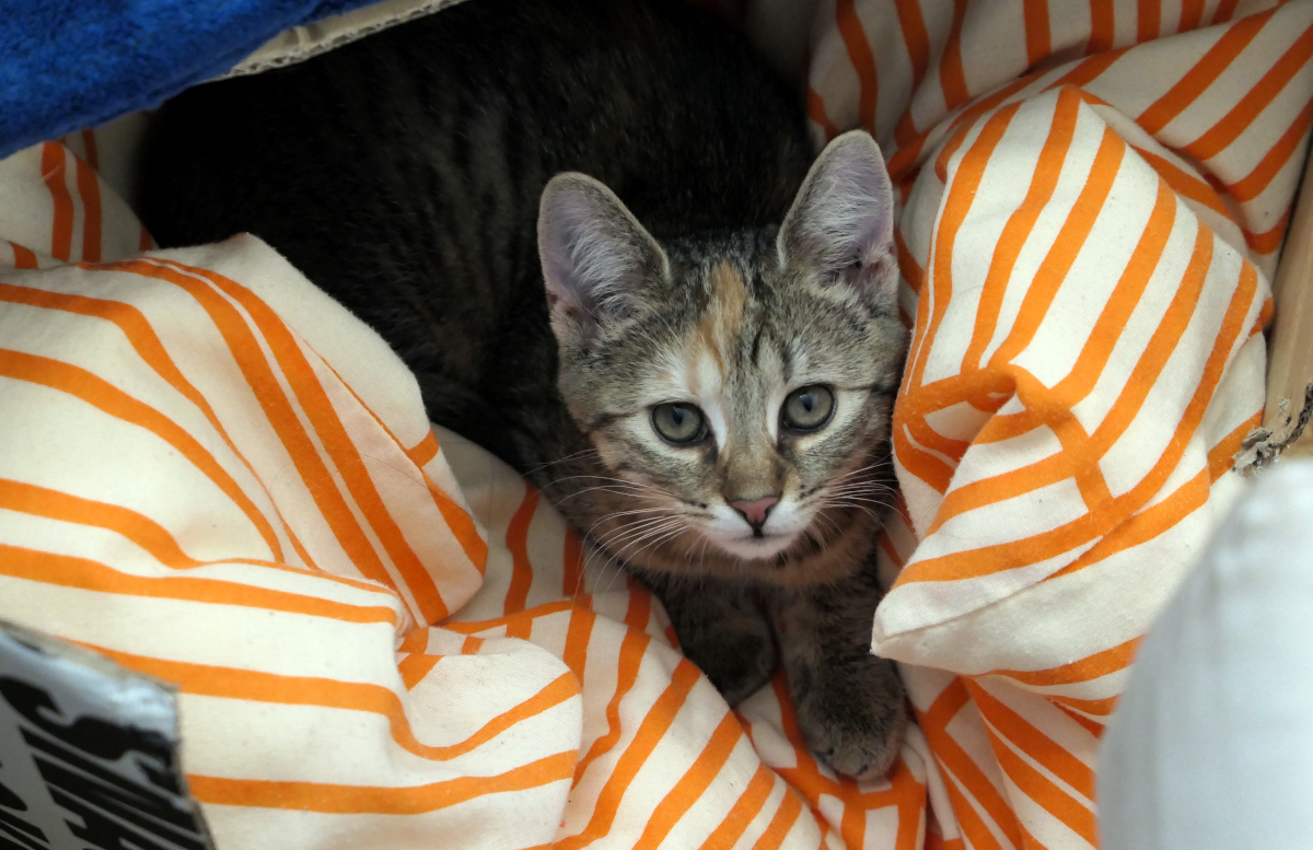 Katze Lilly schaut aus einem umgekippten Pappkarton mit einem sehr weichen Kopfkissen direkt in die Kamera. lilly-20250909