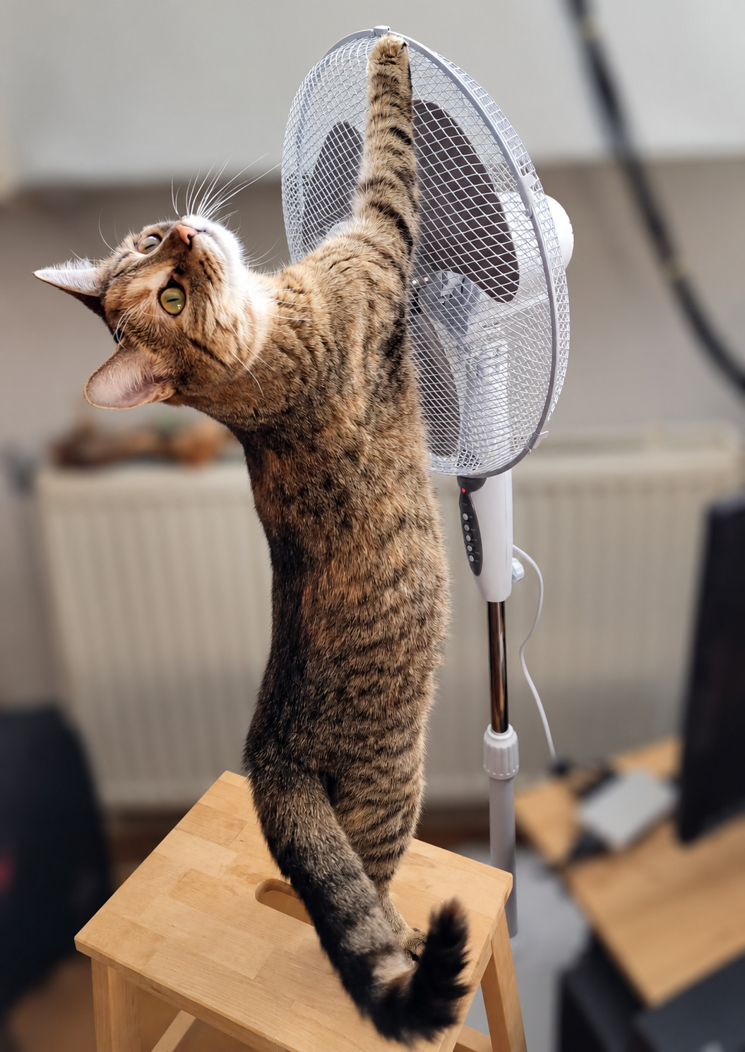 Katze Lilly steht auf den Hinterpfoten auf einem hellen Holzhocker und streckt ihren Körper weit nach oben. Mit einer Vorderpfote berührt sie den oberen Rand des Schutzgitters eines weißen Standventilators. Dabei hält sie ihren Kopf schräg und schaut neugierig nach oben. Der Hintergrund ist weich unscharf. Lilly prüft offenbar, ob sich der Ventilator als Kletterhilfe zu einem höher gelegenen Fenster eignen könnte. Lilly-20261009b