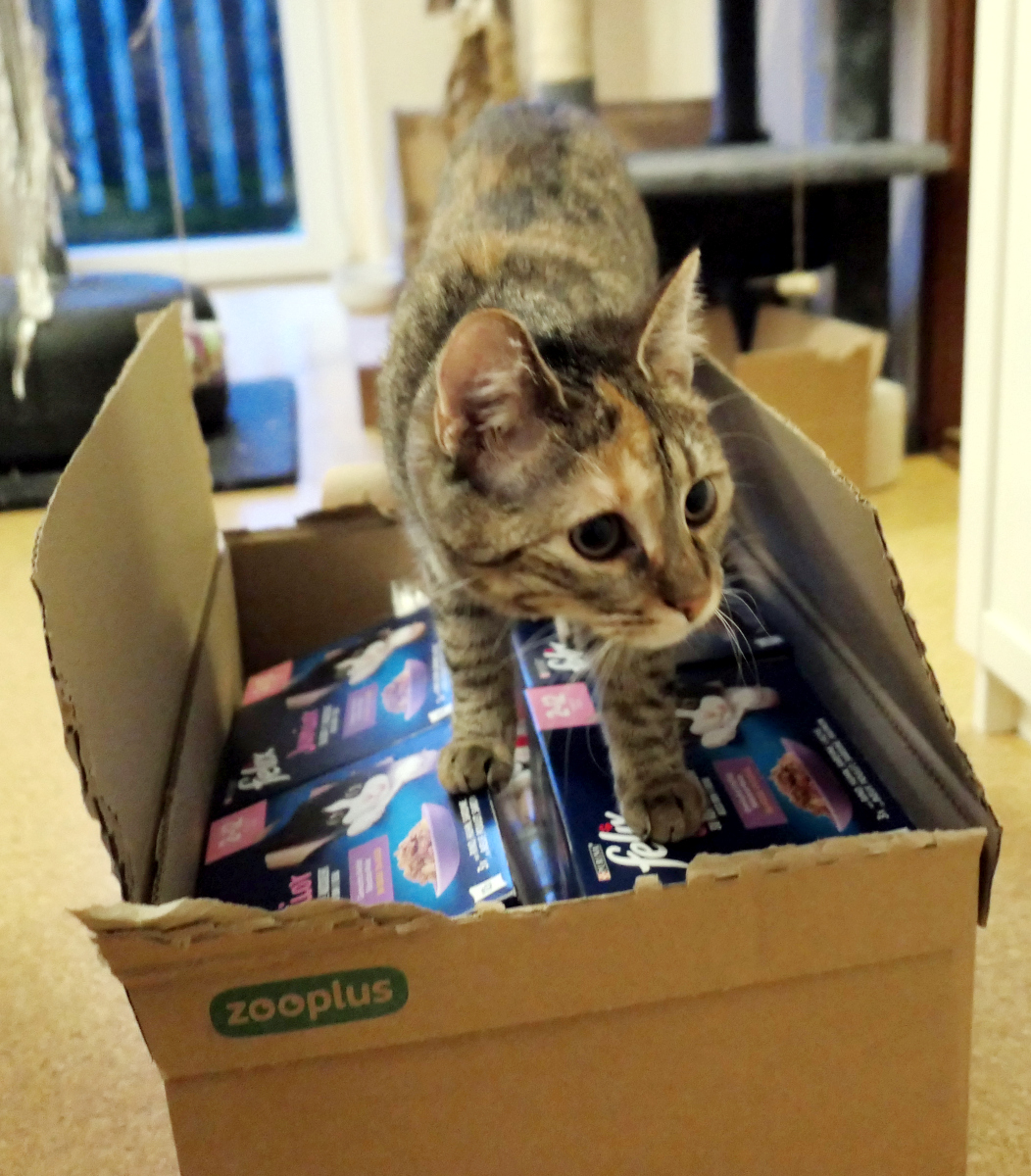 Katze Lilly steht selbstbewusst in einem geöffneten Karton, randvoll gefüllt mit Katzenfutter. Ihr Blick sagt unmissverständlich: Alles meins. Lilly-20260210b