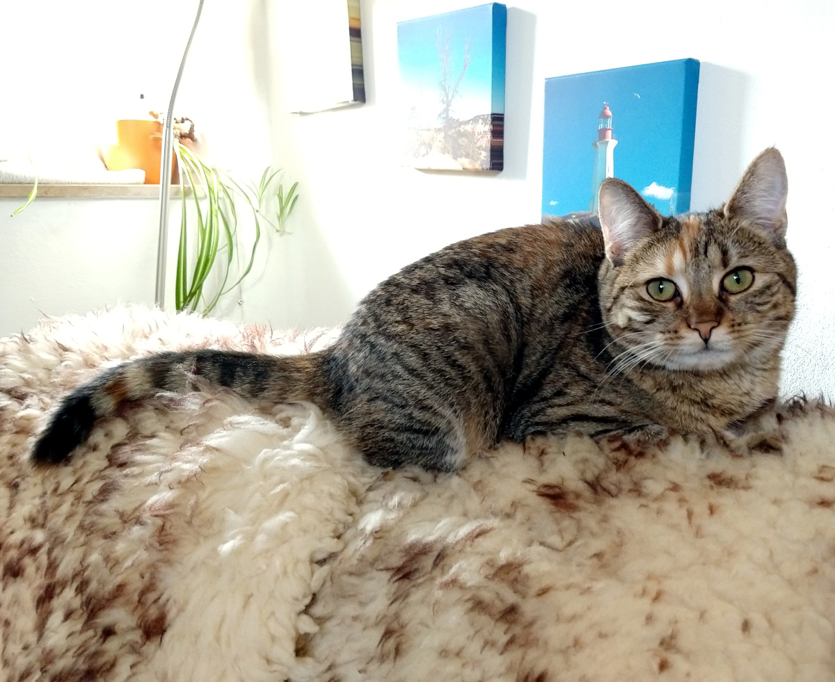 Lilly liegt wie ein flauschiger, gemütlicher Ball auf einem weichen Schafsfell, das über der Sofarückenlehne liegt. Entspannt und zufrieden schaut sie mit ruhigem Blick direkt in die Kamera, als würde sie ihr kleines, friedliches Katzenreich überblicken. Lilly-202603010