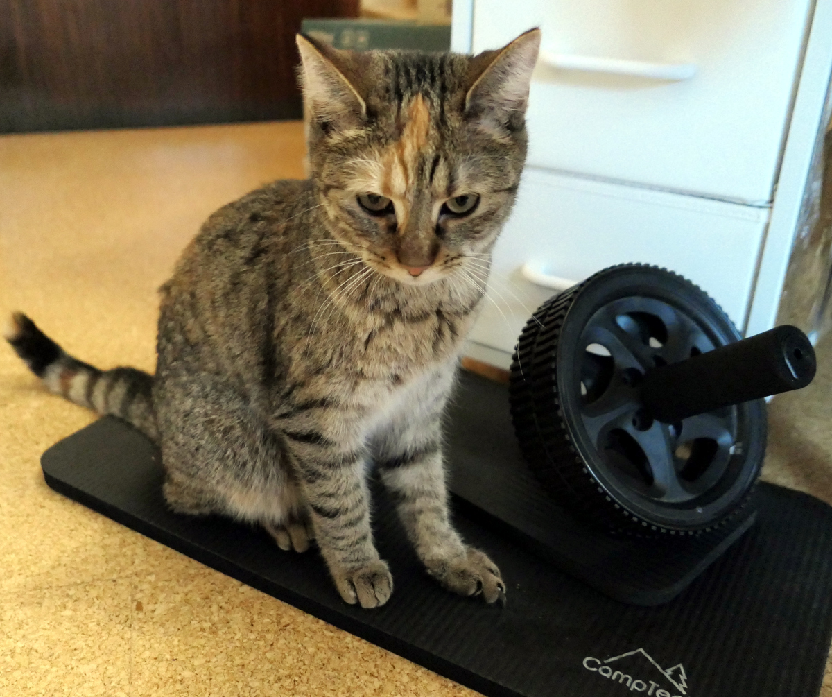 Lilly sitzt aufmerksam und auf einer schmalen Sportmatte neben einem Bauchroller. Mit leicht gesenktem Kopf und ruhigem, prüfendem Blick schaut sie direkt in die Kamera – als würde sie das Fitnessprogramm ihrer Zweibeiner kritisch begutachten und gleichzeitig die Kontrolle über die Situation behalten. Lilly-20260410