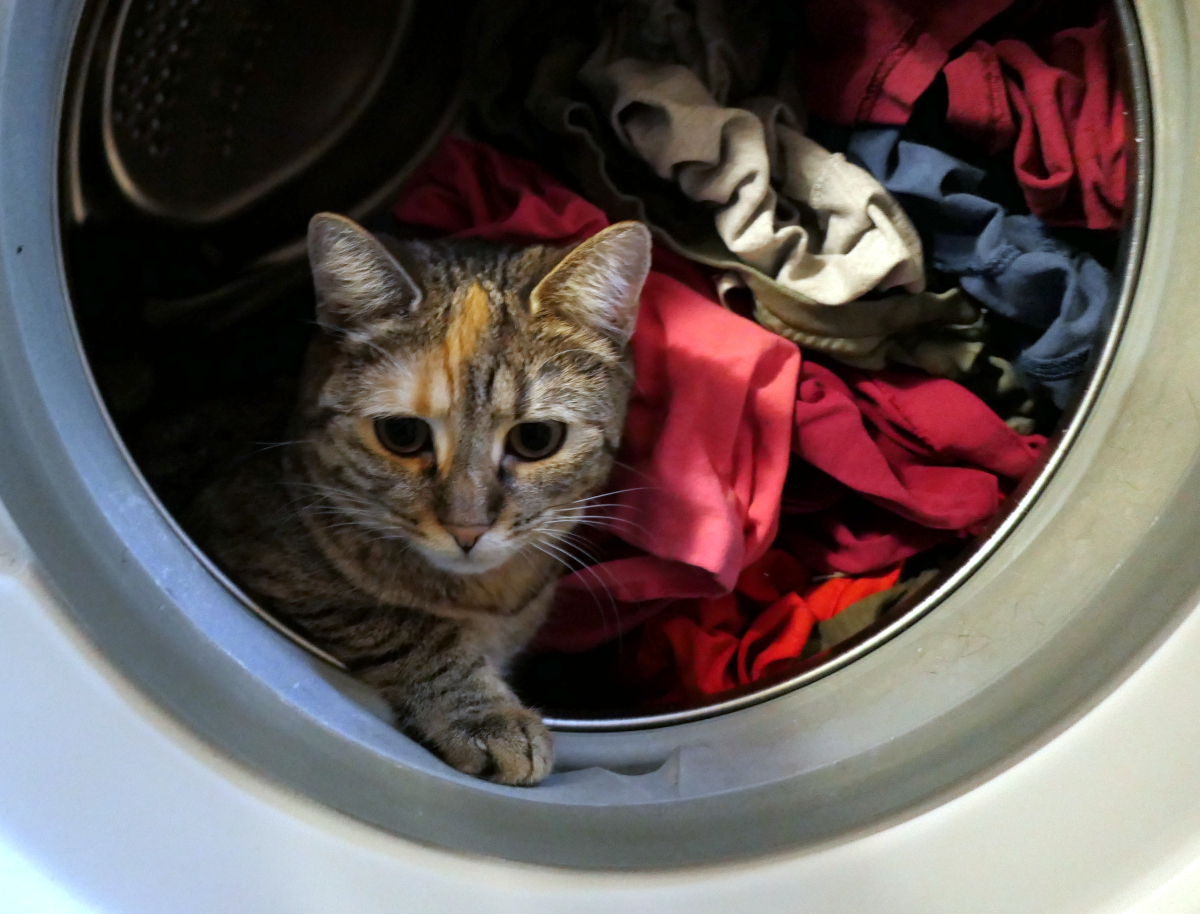 Katze Lilly sitzt zwischen bunter Wäsche in der geöffneten Trommel einer Waschmaschine und schaut neugierig heraus. Mit einer Pfote am Rand erkundet sie aufmerksam ihr ungewöhnliches Versteck. Lilly-20260710b