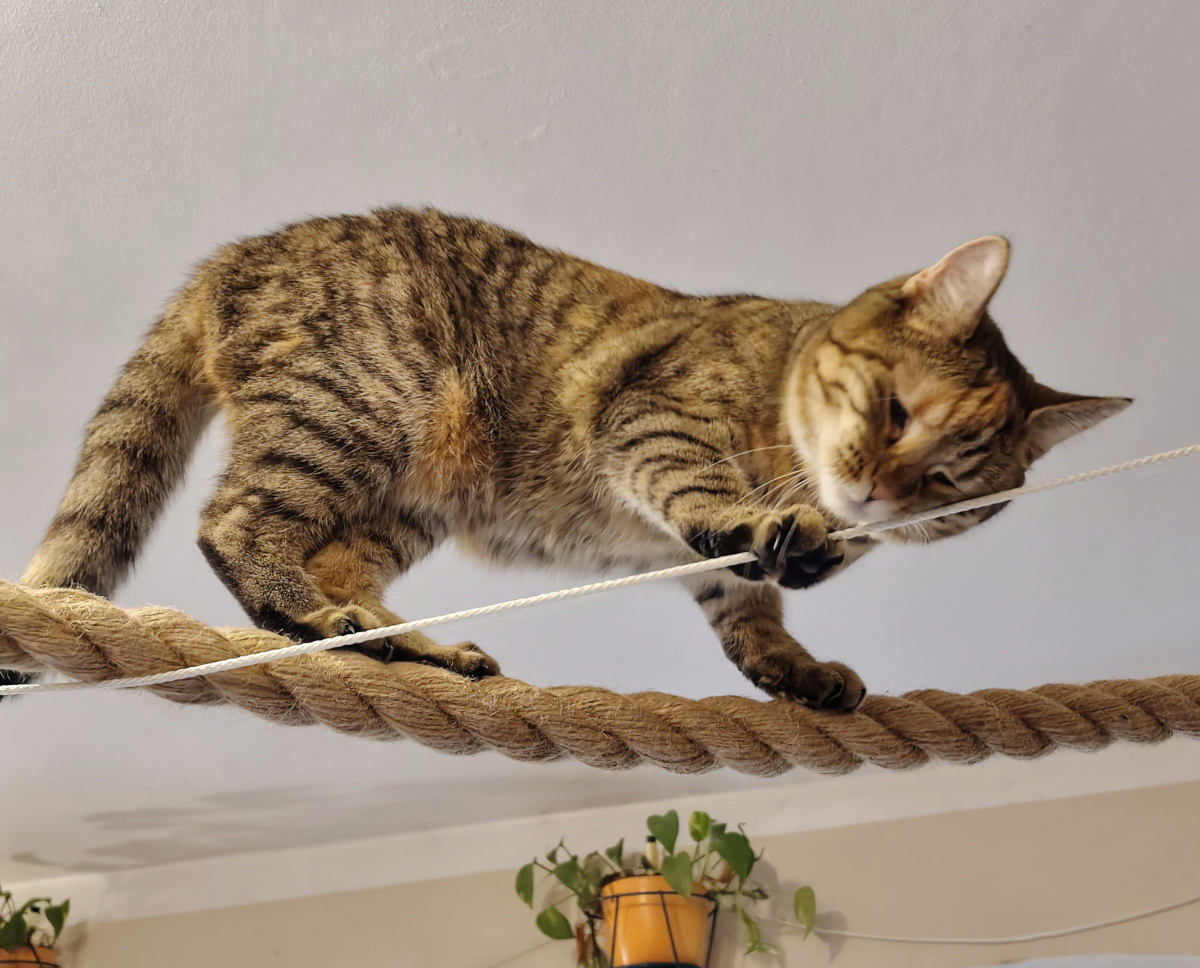 Katze Lilly balanciert konzentriert auf einem dicken, waagerecht gespannten Seil nahe der Zimmerdecke. Dabei untersucht sie mit Pfote und prüfendem Blick ein dünneres weißes Seil, das parallel darüber verläuft. Lilly-20260910b