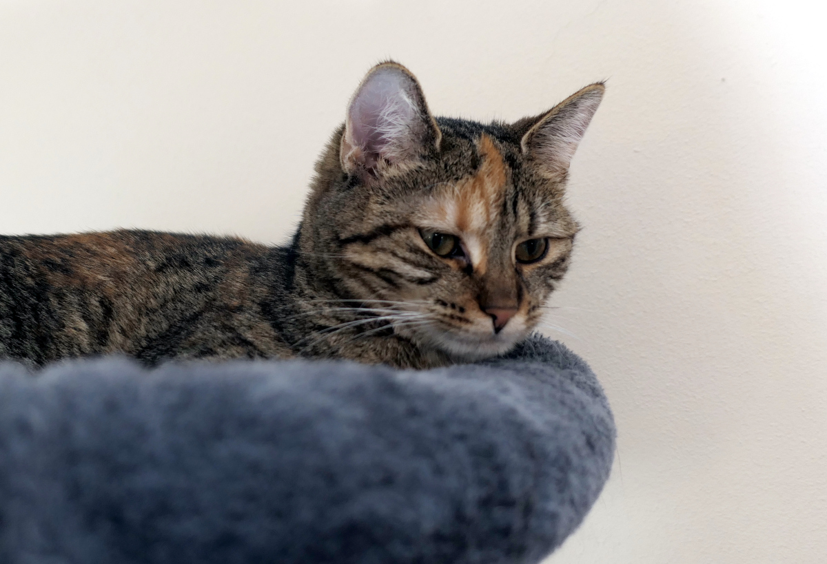 Nahaufnahme von Katze Lilly auf der obersten Liegefläche ihres Katzenbaums. Sie liegt entspannt mit halb geschlossenen Augen da, das Gesicht wirkt nachdenklich und ruhig – fast so, als würde sie über die großen Fragen des Katzenlebens philosophieren. Das weiche Fell und die gemütliche Position vermitteln eine Mischung aus Gelassenheit, Würde und einem Hauch von verschmitzter Katzenweisheit. Lilly-202603011