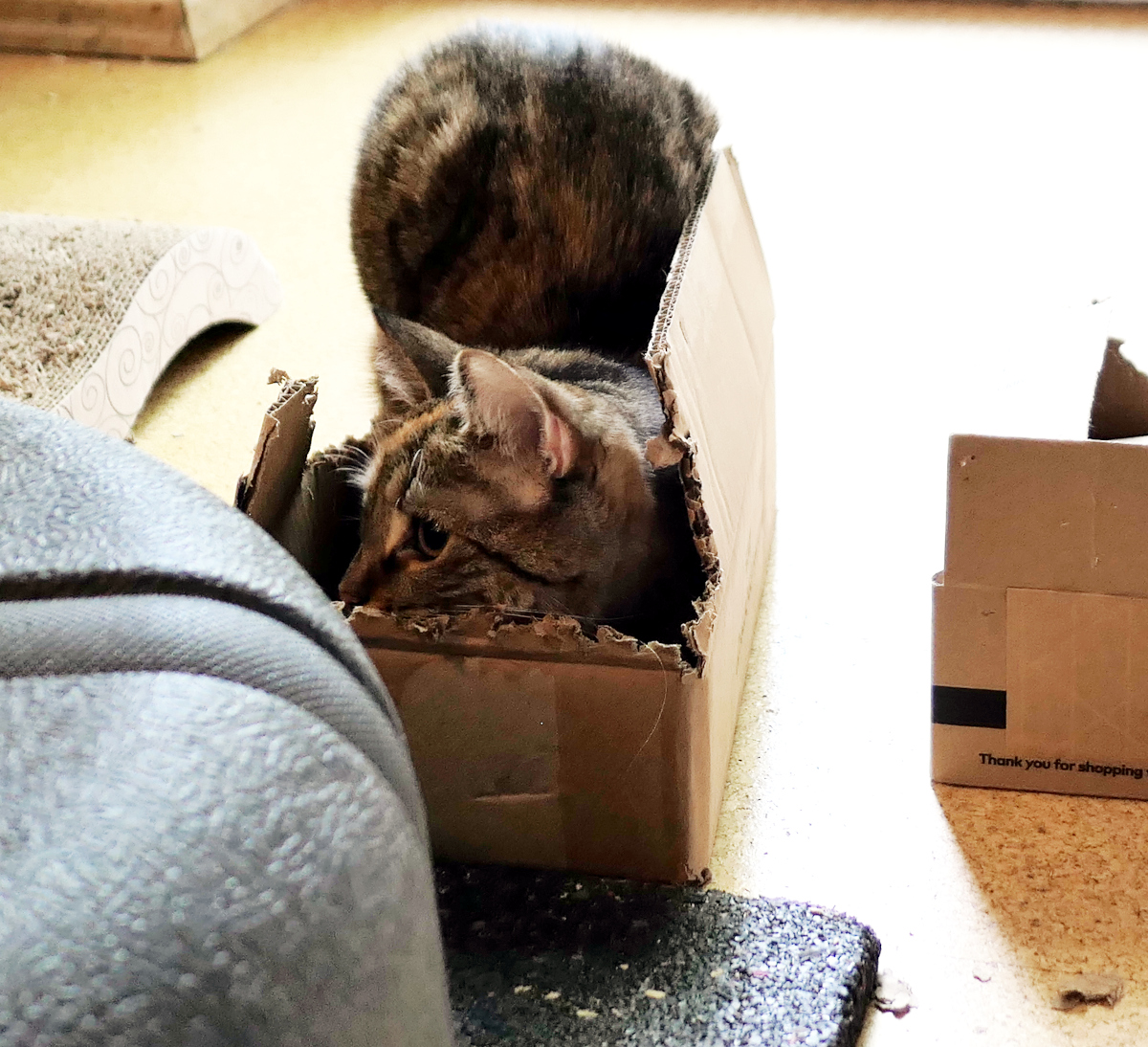 Katze Lilly hat sich tief in einen kleinen, etwas zerknabberten Karton geduckt. Nur ihr Kopf mit den aufmerksamen Augen schaut zwischen den Kartonwänden hervor, während sie überzeugt ist, perfekt getarnt und unsichtbar zu sein. Lilly-20260711b