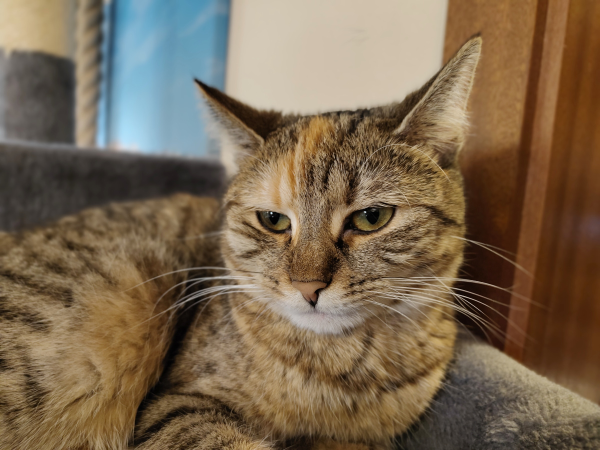 Nahaufnahme von Katze Lilly, die entspannt auf einer grauen Liegefläche liegt. Sie blickt mit leicht zusammengekniffenen grünen Augen direkt in die Kamera; ihr charakteristischer heller Stirnfleck und die feine Fellzeichnung sind deutlich zu erkennen. Lilly-20260911b