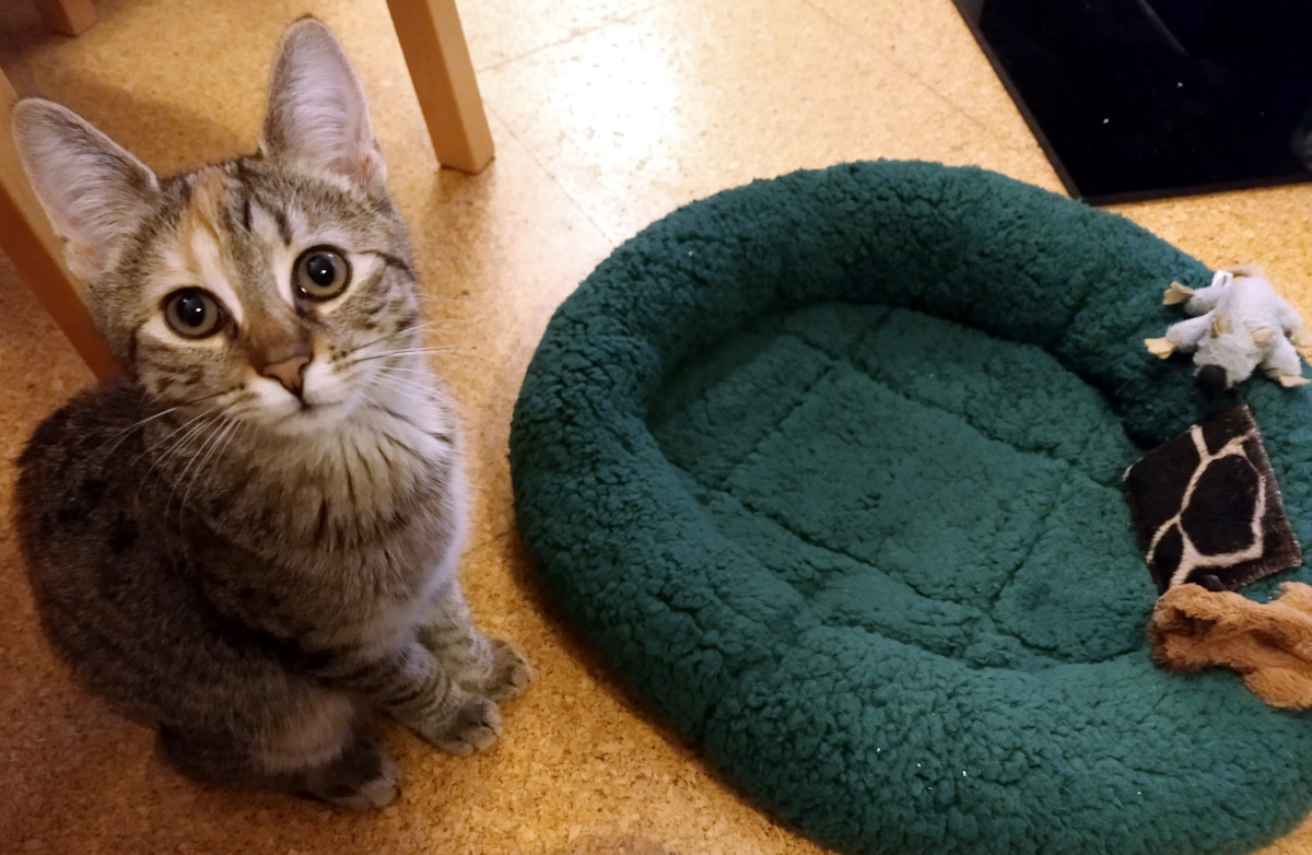 Katze Lilly sitzt aufrecht neben ihrem neuen flauschig-grünen Bettchen. Ihr Blick geht direkt in die Kamera – ein Mix aus Skepsis und königlicher Würde. lilly-20251011