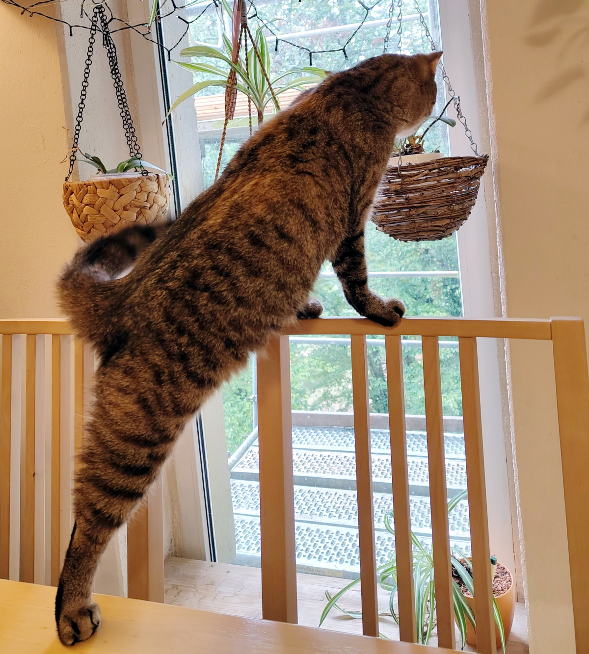 Katze Lilly testet eine ungewöhnliche Klettermöglichkeit: Mit den Vorderpfoten balanciert sie auf der schmalen oberen Lehne eines Holzstuhls, während eine Hinterpfote noch auf der Sitzfläche steht. Vor ihr befinden sich ein Fenster und mehrere hängende Pflanzen. Lilly-20261011b
